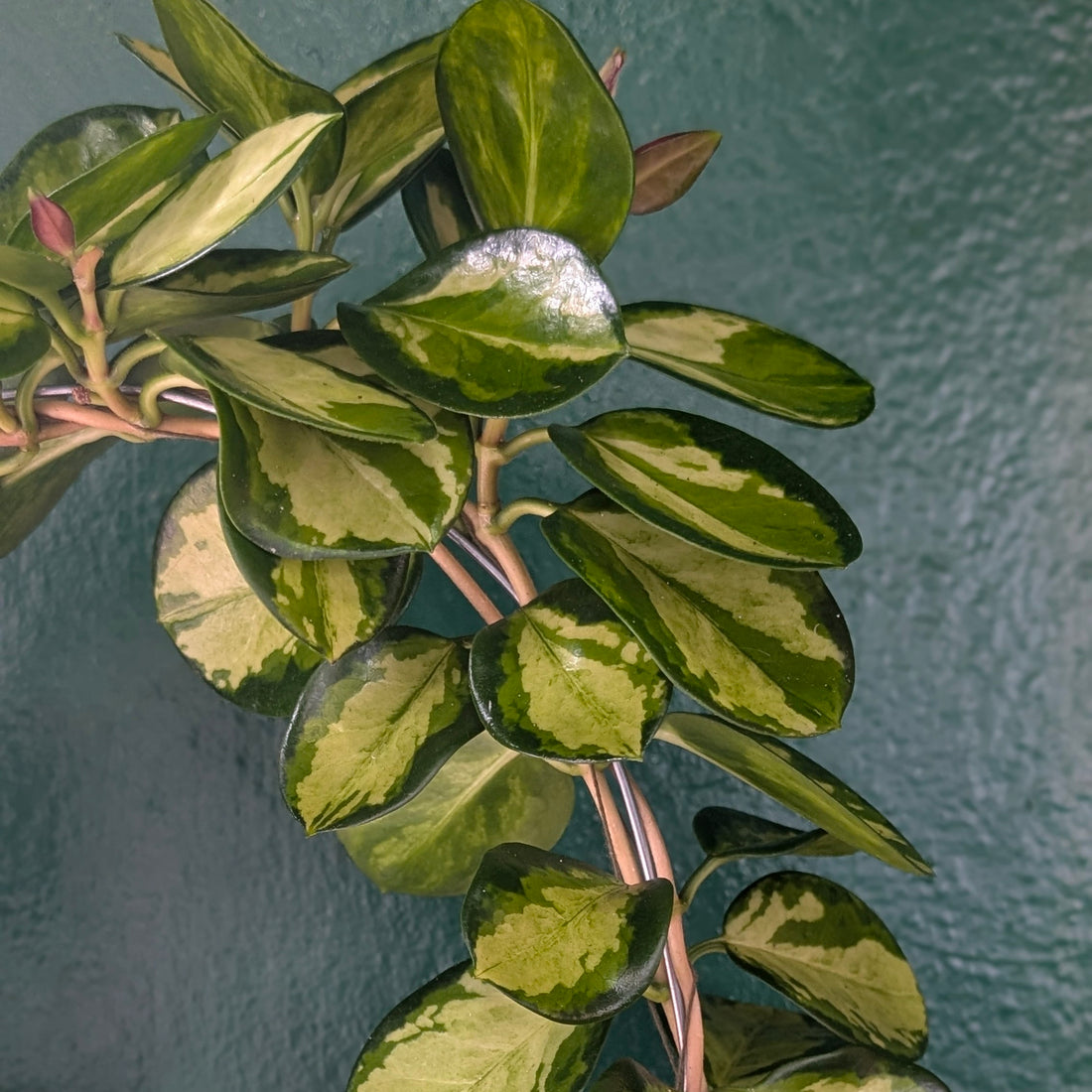 Hoya australis &