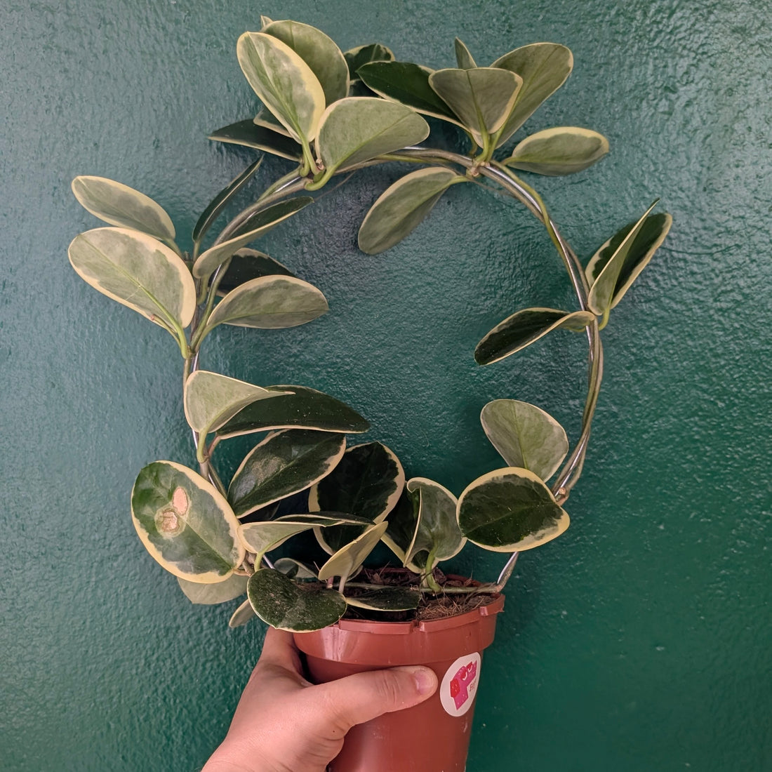 Hoya australis &