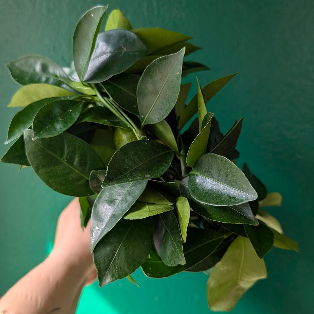 Citrus microcarpa (Calamondin Orange)