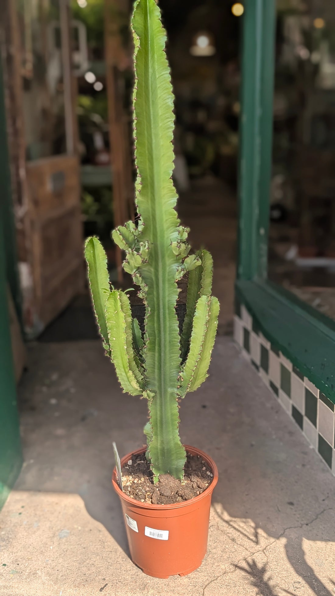 Euphorbia ingens (Cowboy Cactus)