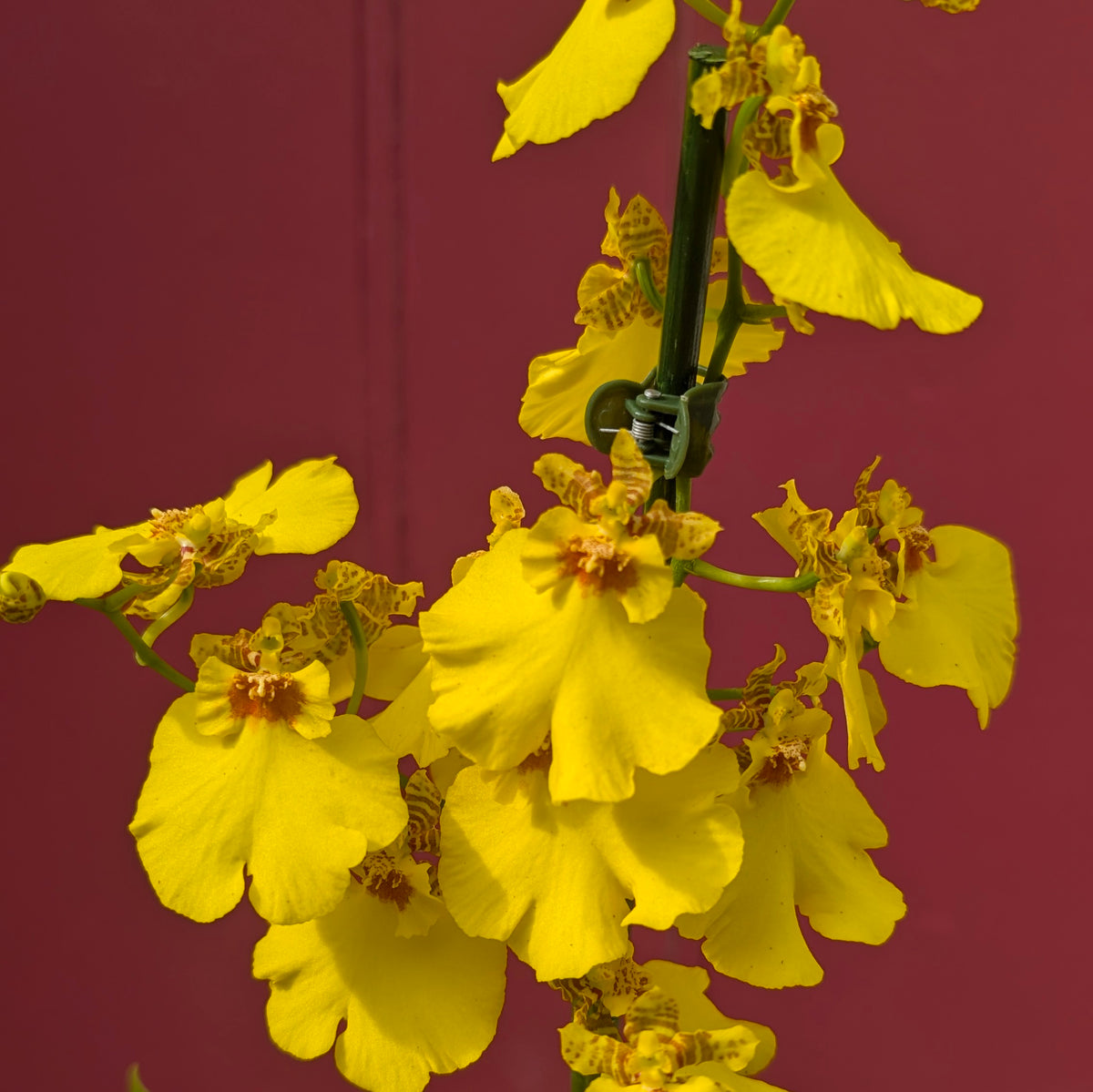 Oncidium Orchid ‘Honeybee’ (Dancing Lady Orchid)