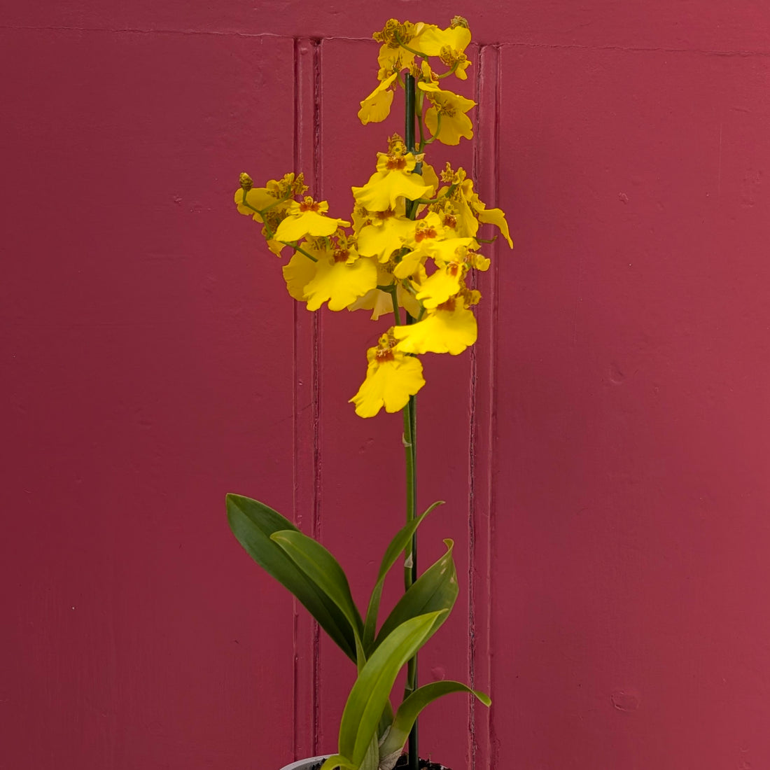 Oncidium Orchid ‘Honeybee’ (Dancing Lady Orchid)