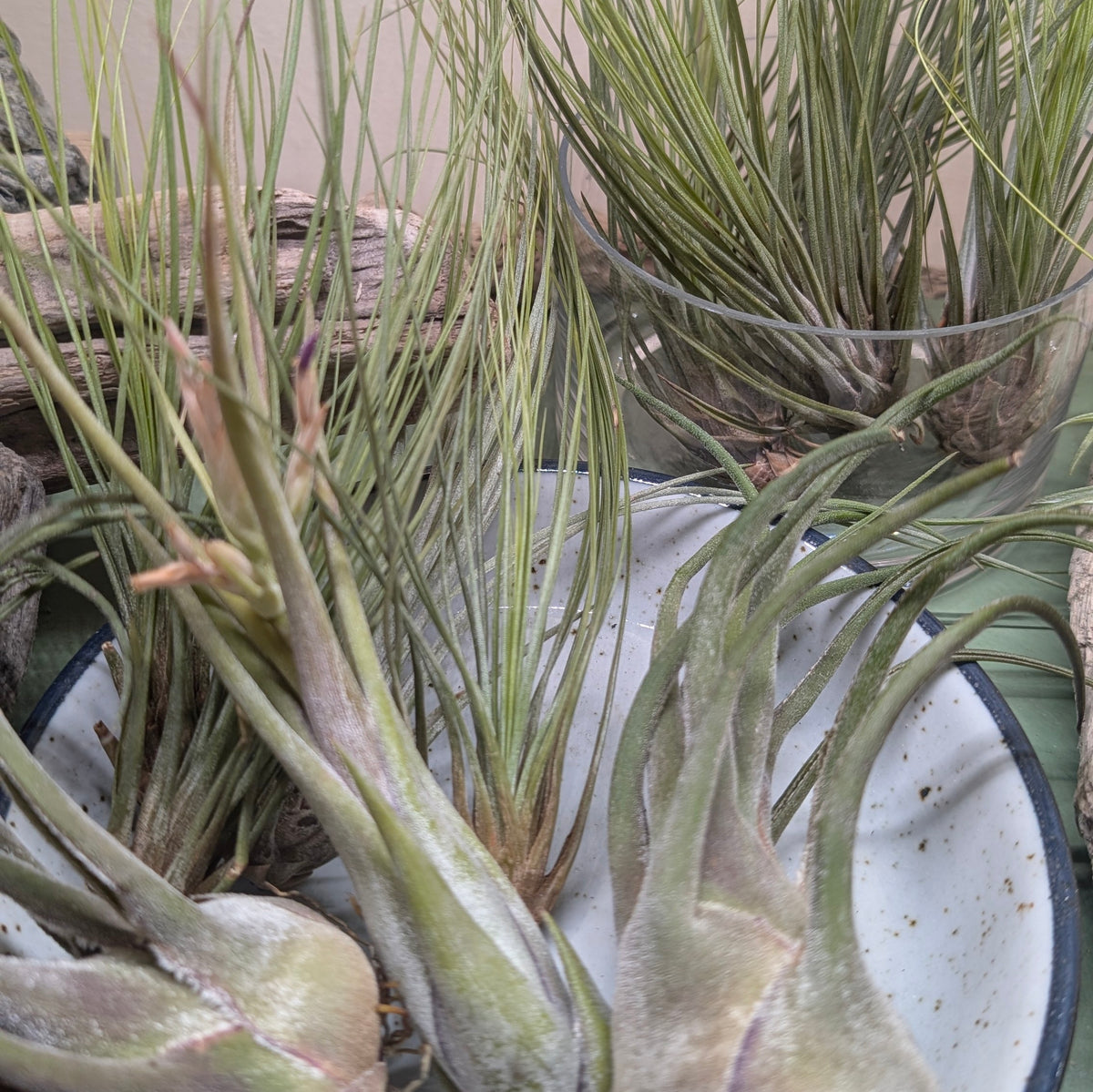 Tillandsia Lucky Dip – Mixed Air Plants