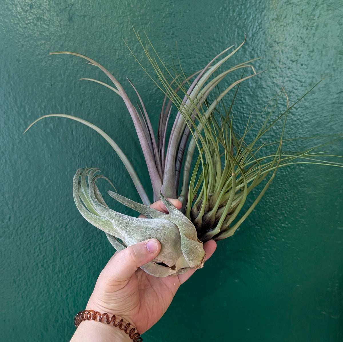 Tillandsia Lucky Dip – Mixed Air Plants