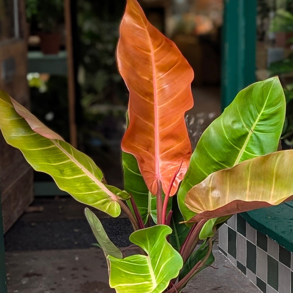 Philodendron ‘Prince of Orange’