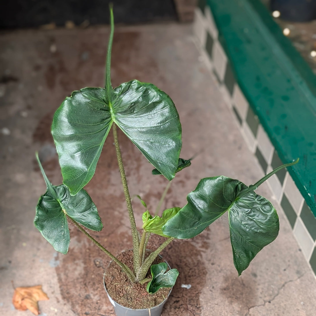 Alocasia macrorrhiza &