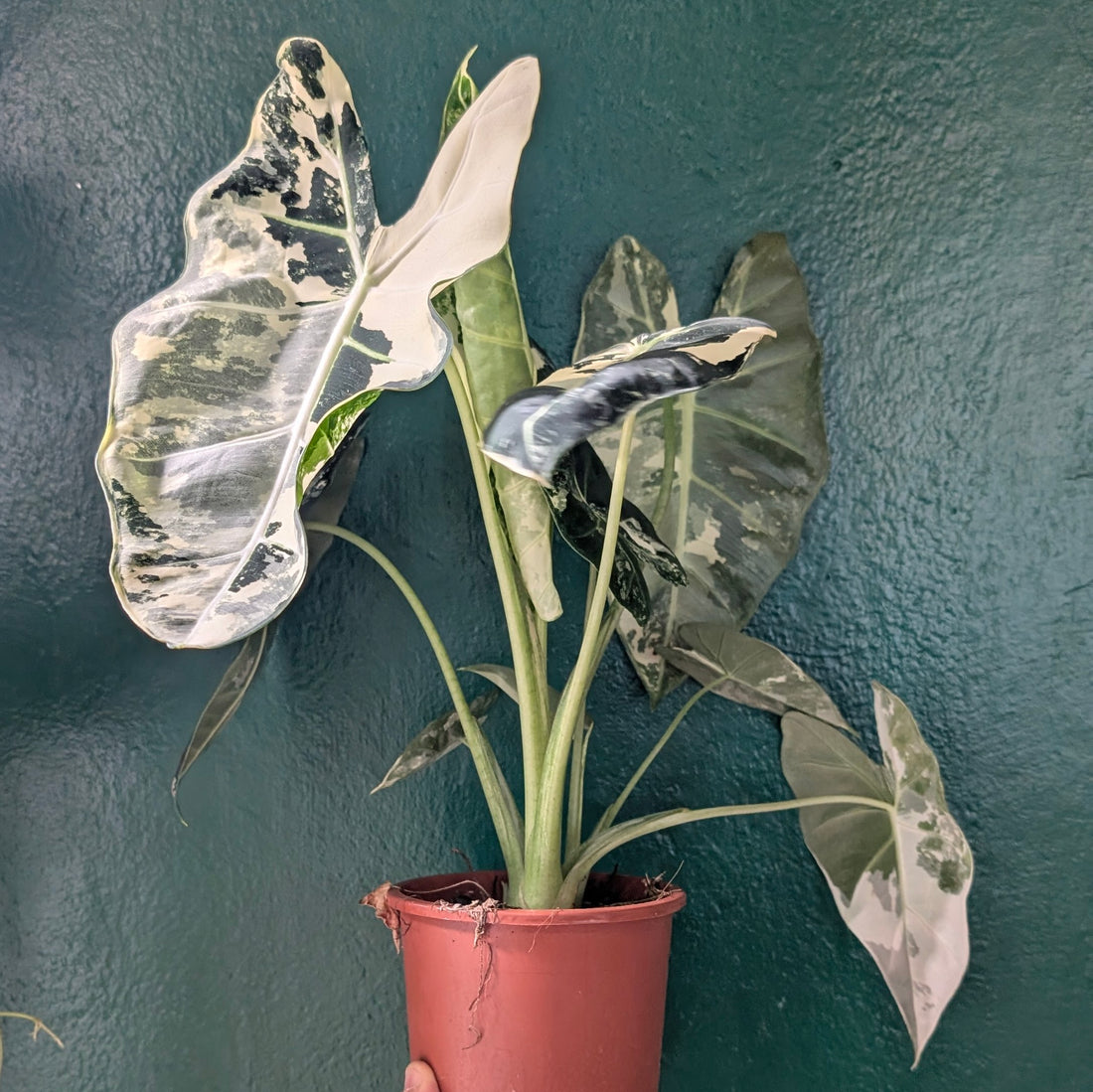 Alocasia micholitziana &