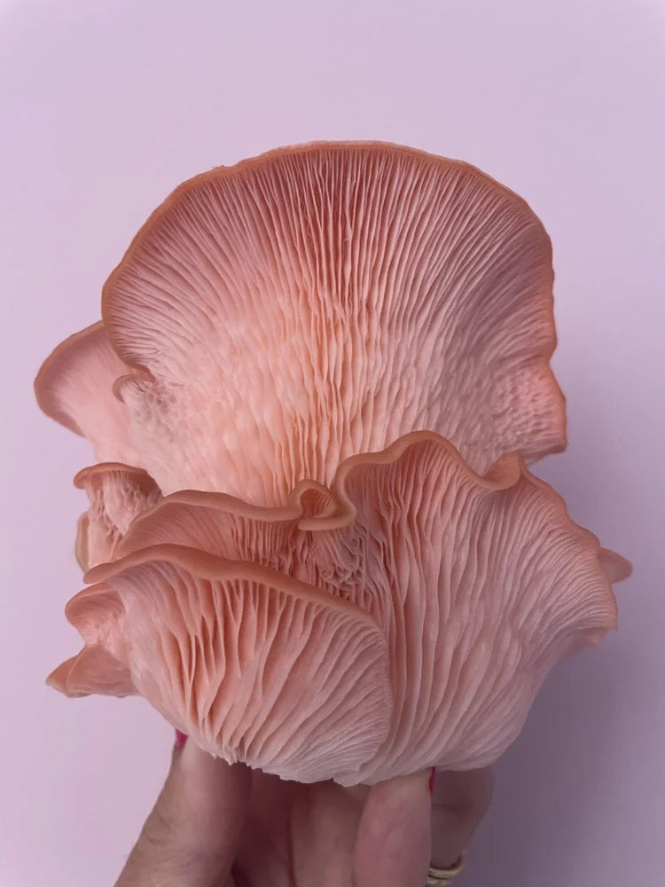 Caley Bros mushroom kits