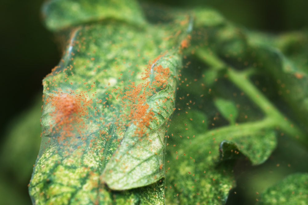 Red Spider Mite Killer (Phytoseiulus Persimilis)