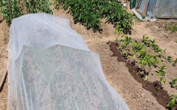 InsectoNet Plastic Free Netting