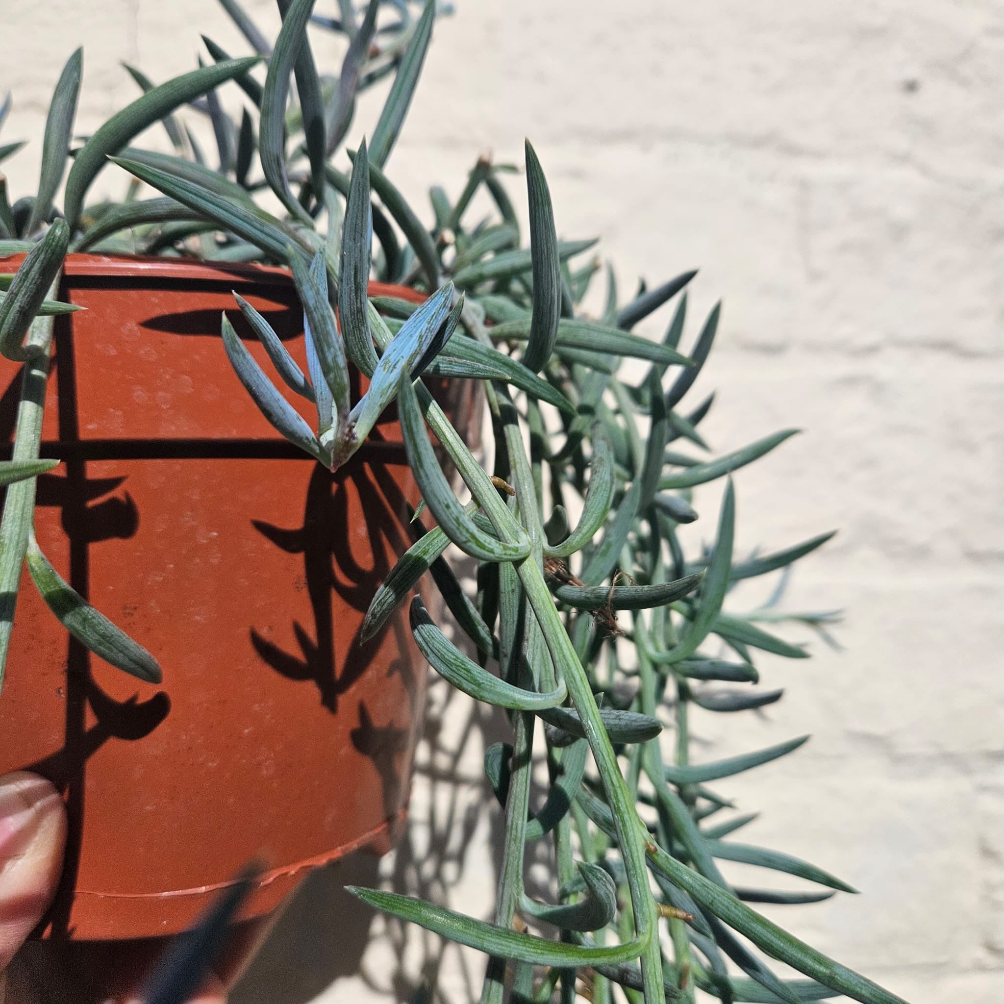 Curio radicans syn. Senecio radicans (String of bananas)