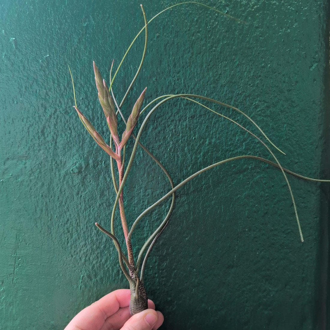 Tillandsia Butzii (Air Plant)