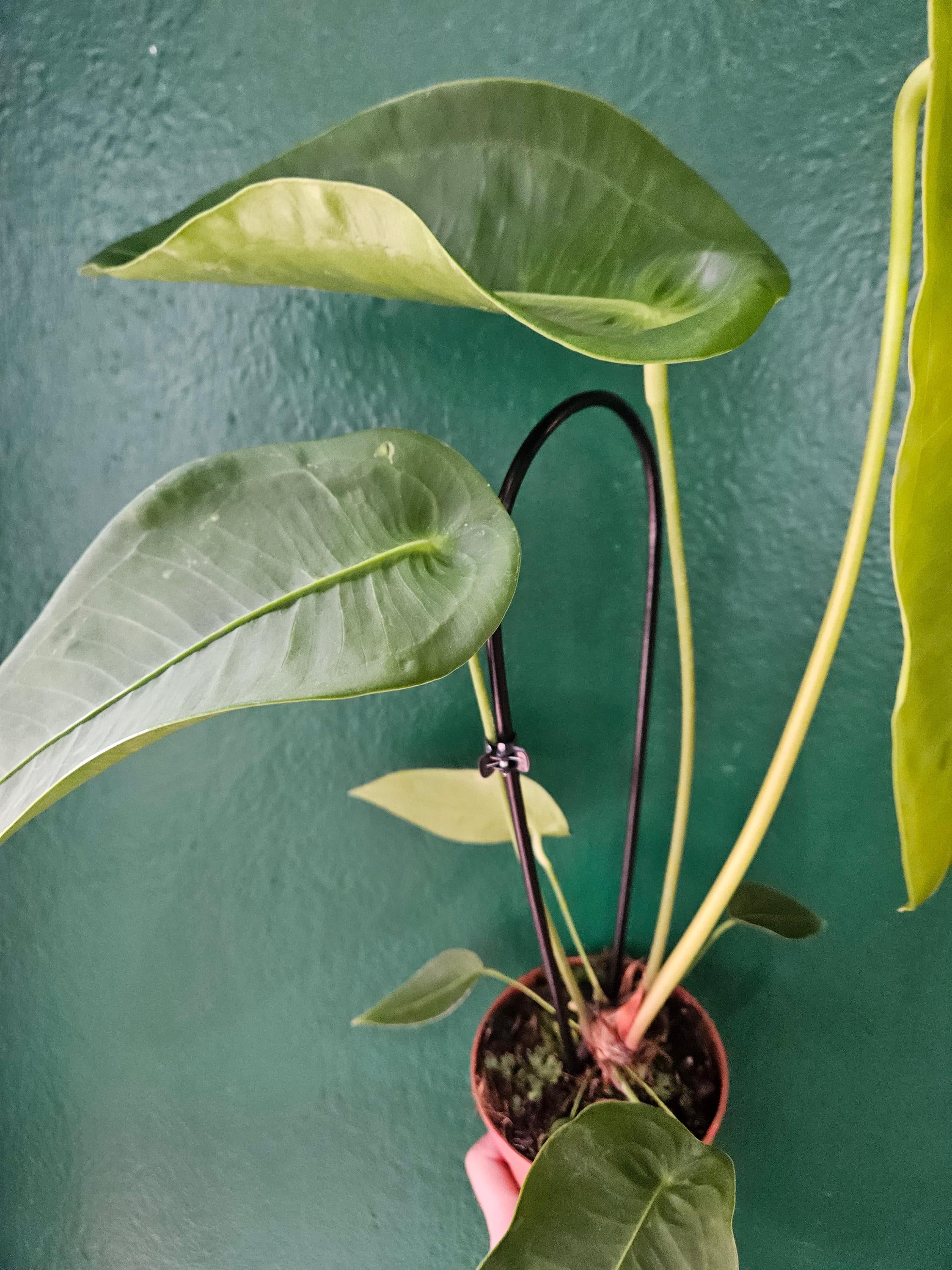 Anthurium peltigerum