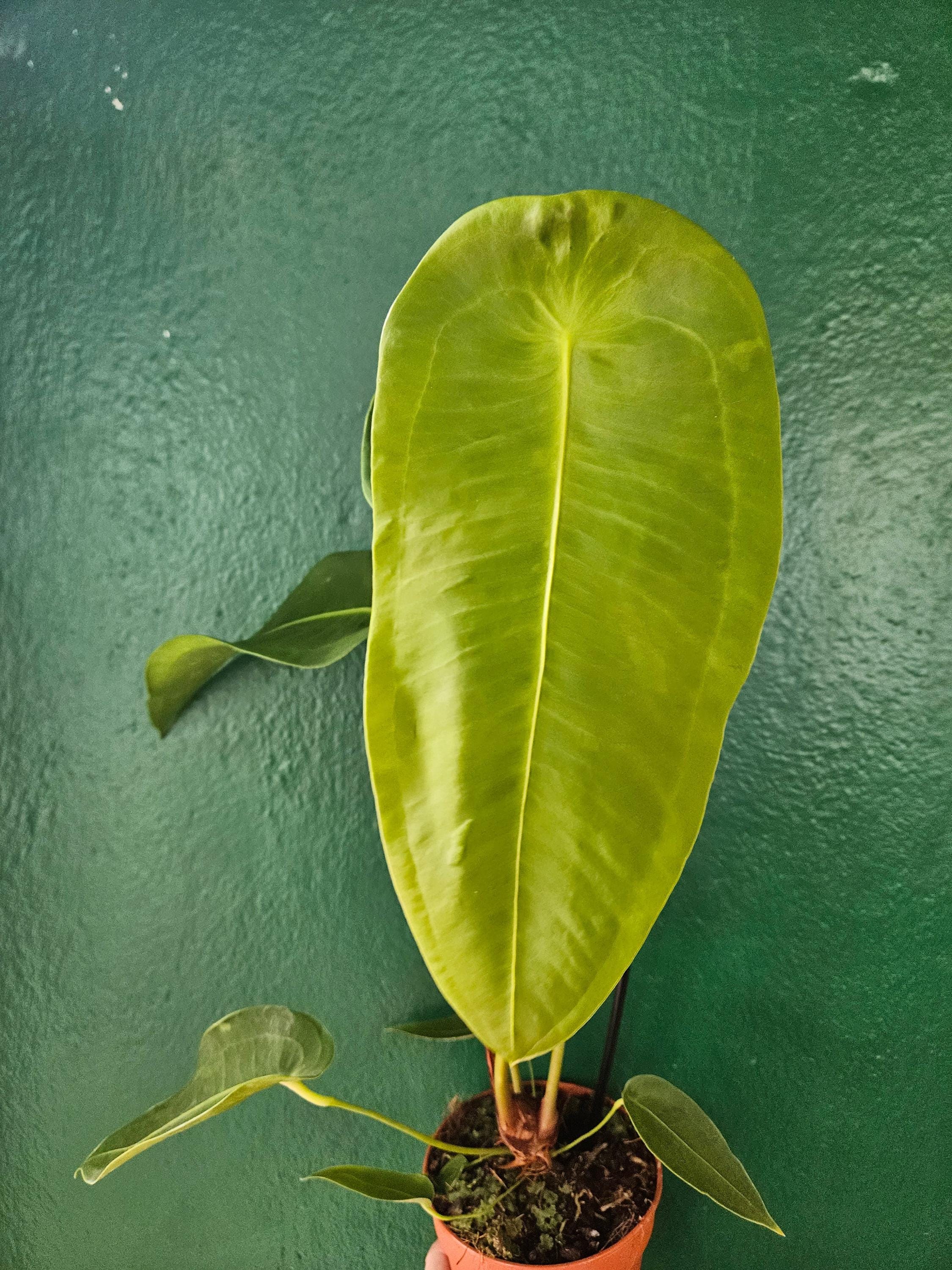 Anthurium peltigerum