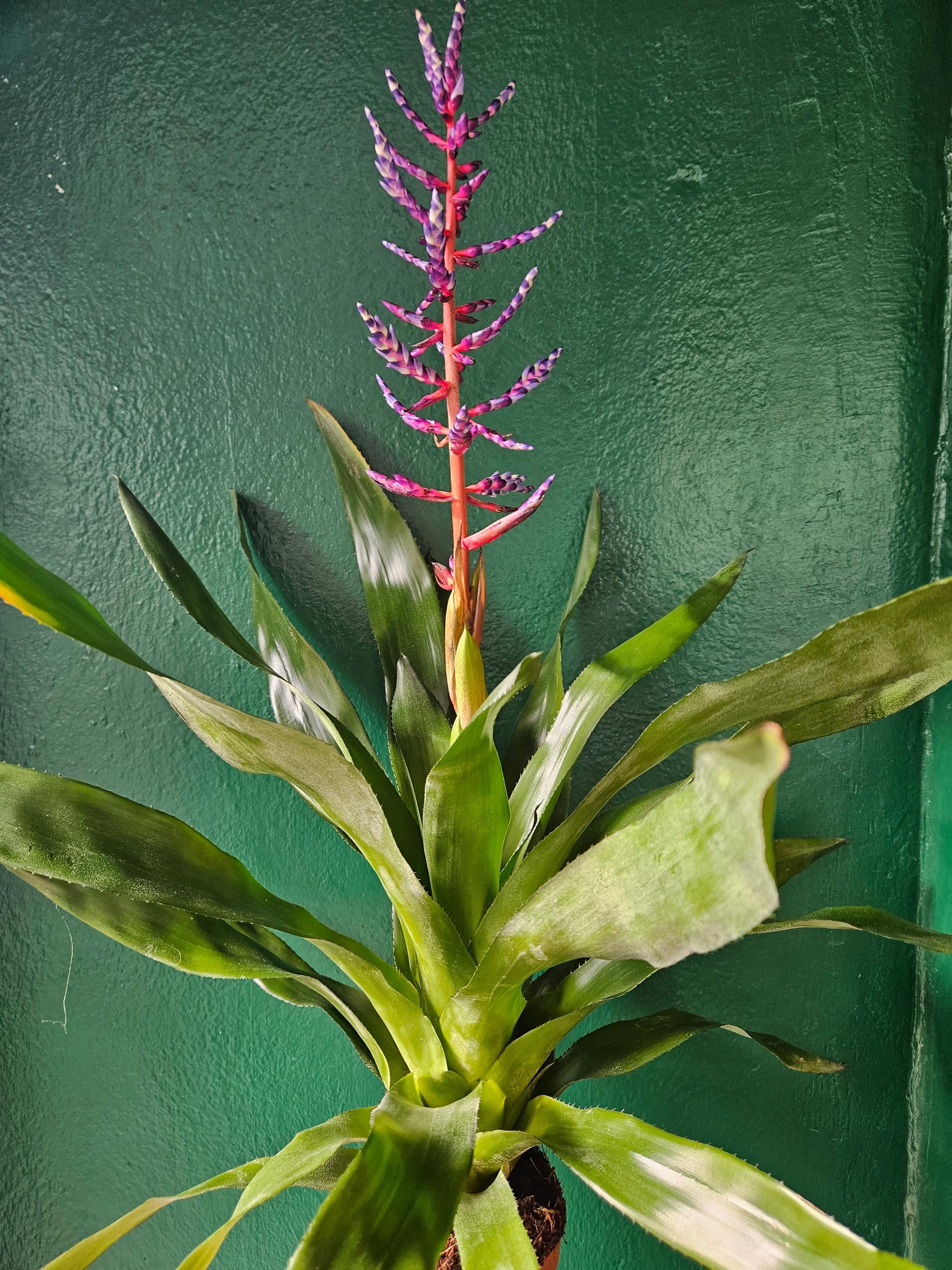 Aechmea Gamosepala &