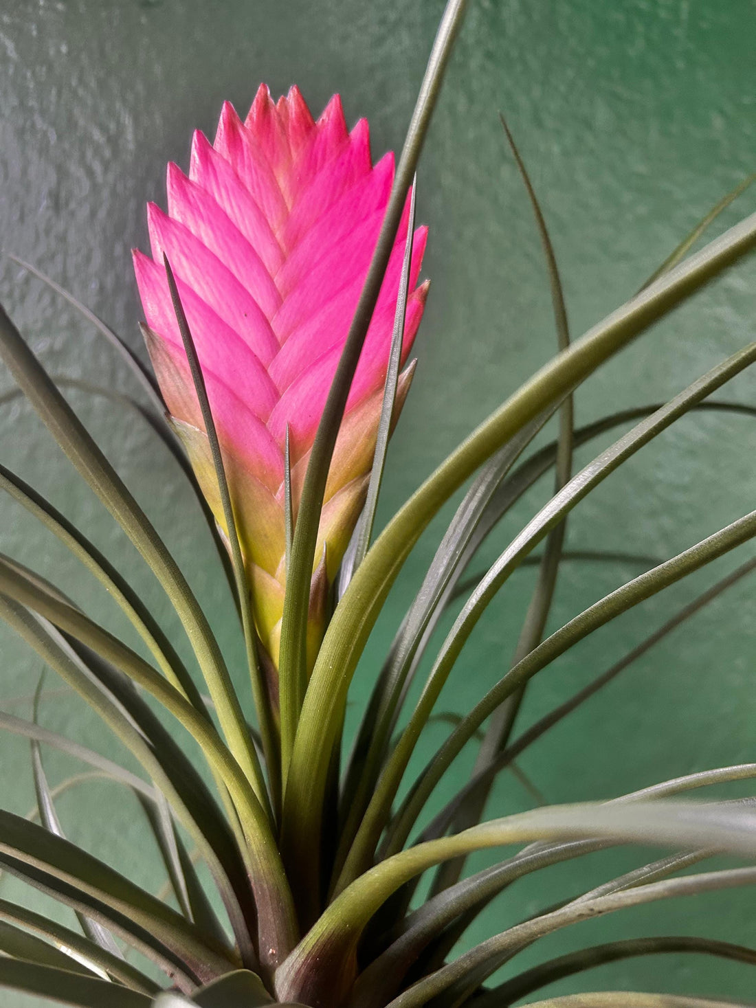 Tillandsia &