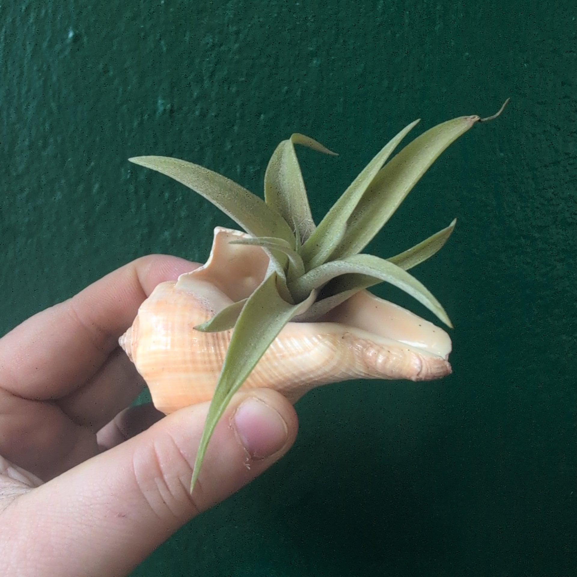 Tillandsia (Air Plant) in Channeled Whelk (Busycotypus canaliculatus) Shell