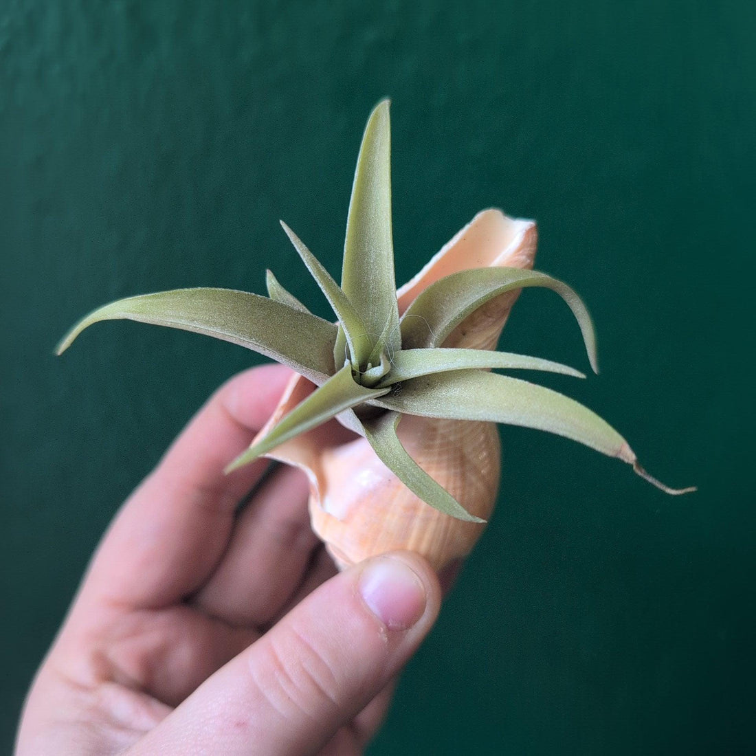 Tillandsia (Air Plant) in Channeled Whelk (Busycotypus canaliculatus) Shell