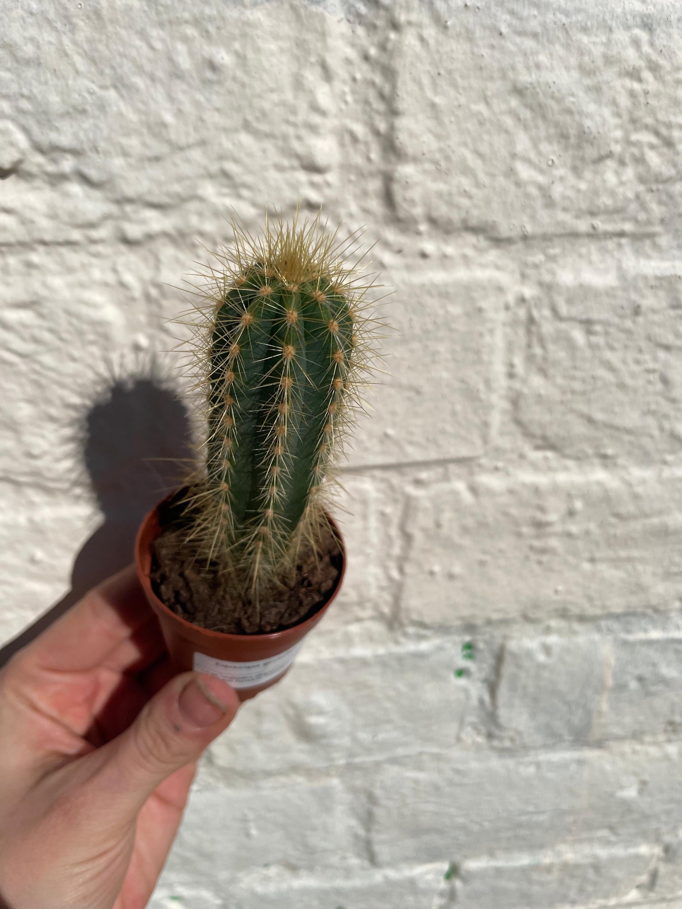 Xique xique gounellei syn. Pilosocereus gounellei (Chique- Chique cactus)