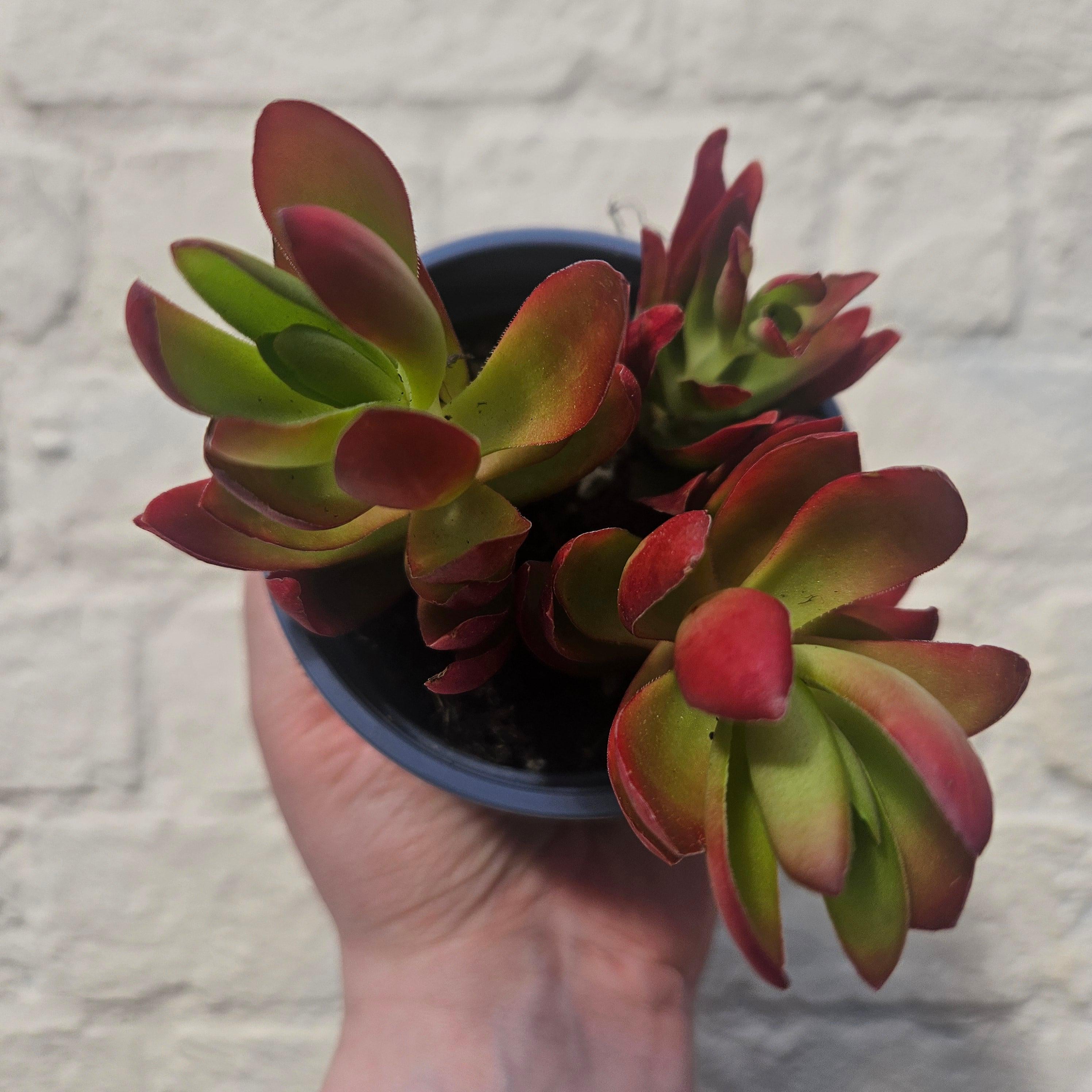Crassula capitella varieties
