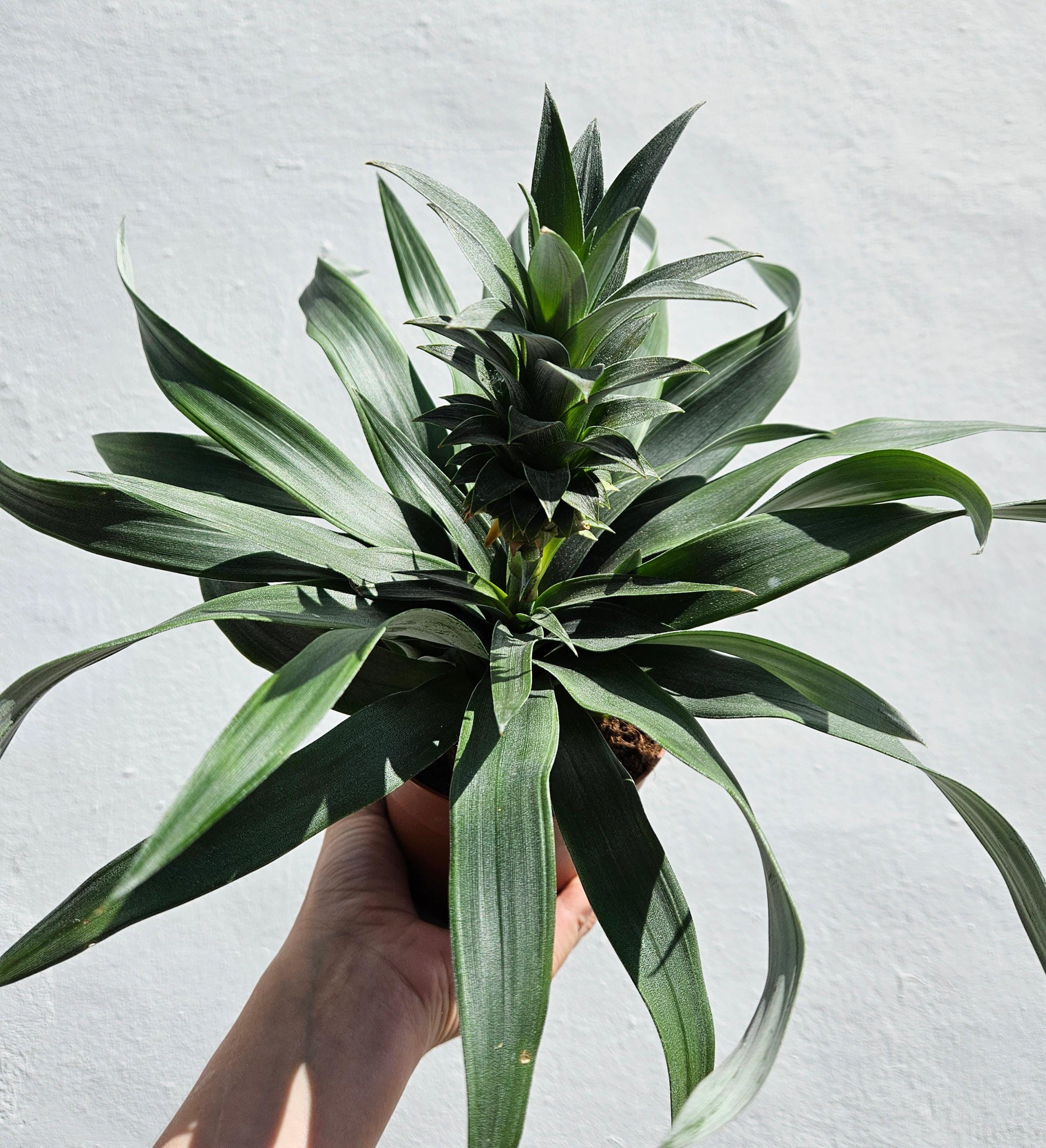 Ananas &