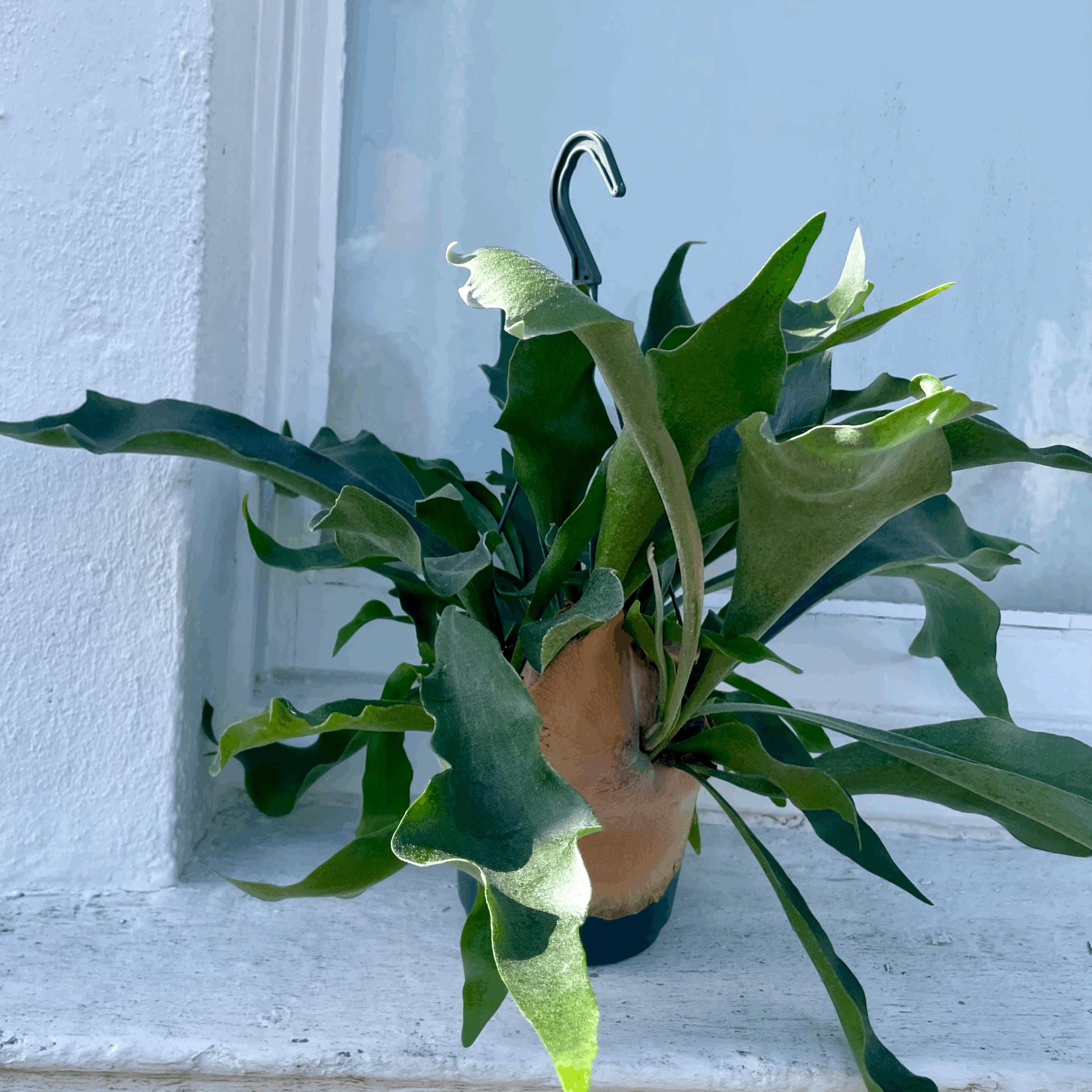 Platycerium bifurcatum (Staghorn fern)
