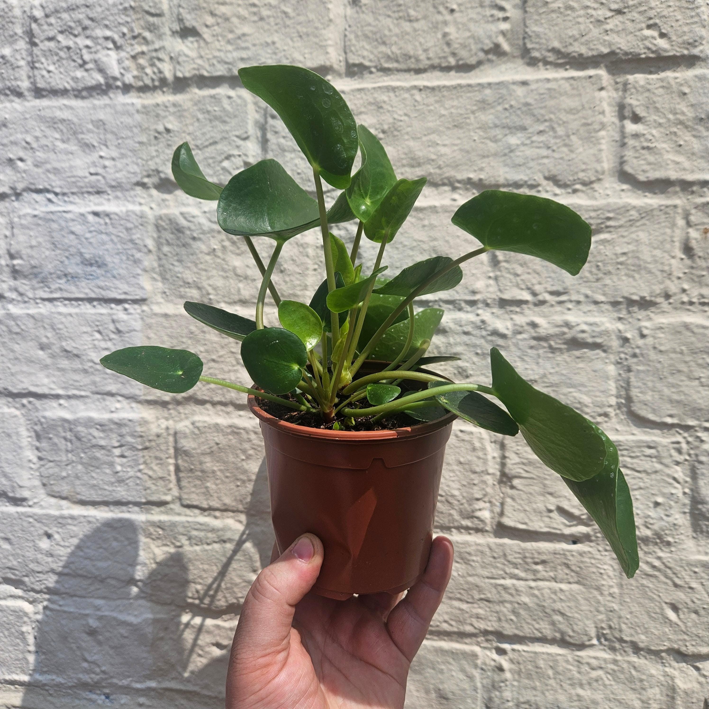 Pilea peperomoides (Chinese Money Plant) Various sizes
