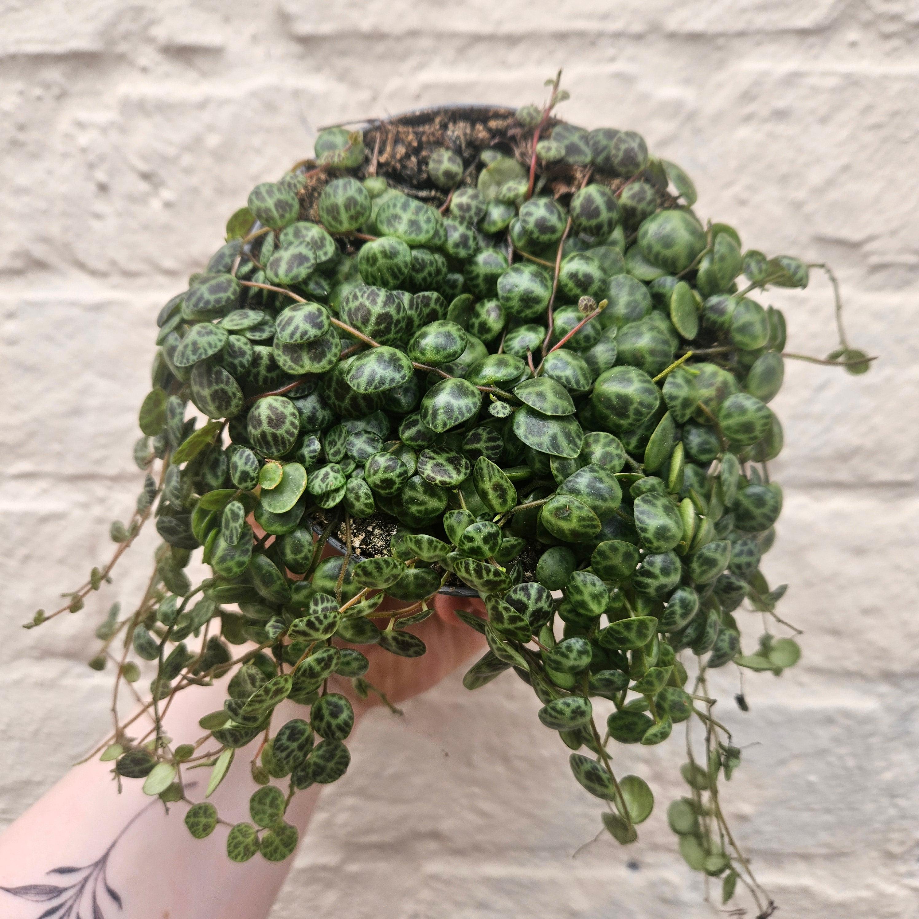 Peperomia prostrata (String of Turtles) Various sizes