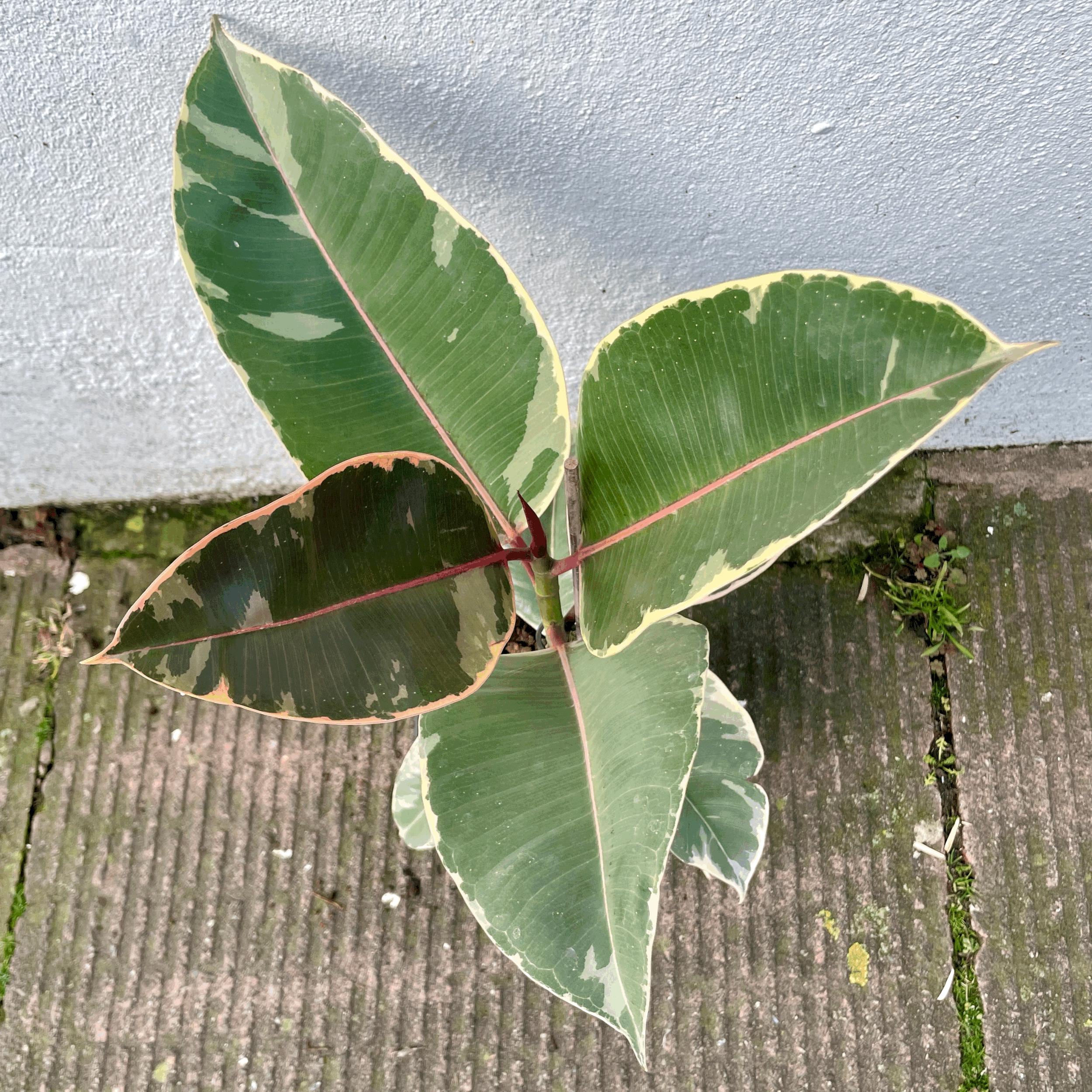 Ficus elastica (Rubber Plant)