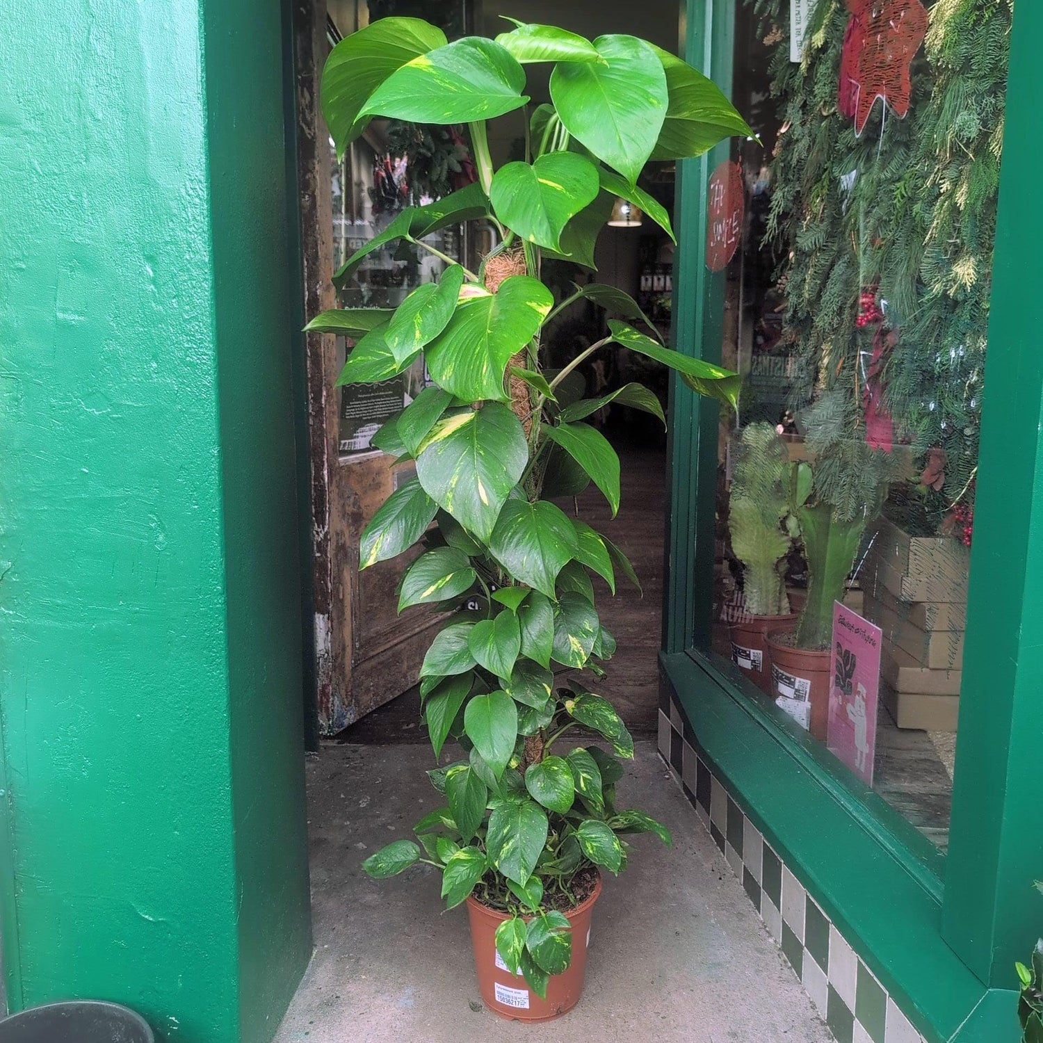 Epipremnum aureum (Golden Pothos/Devils Ivy)