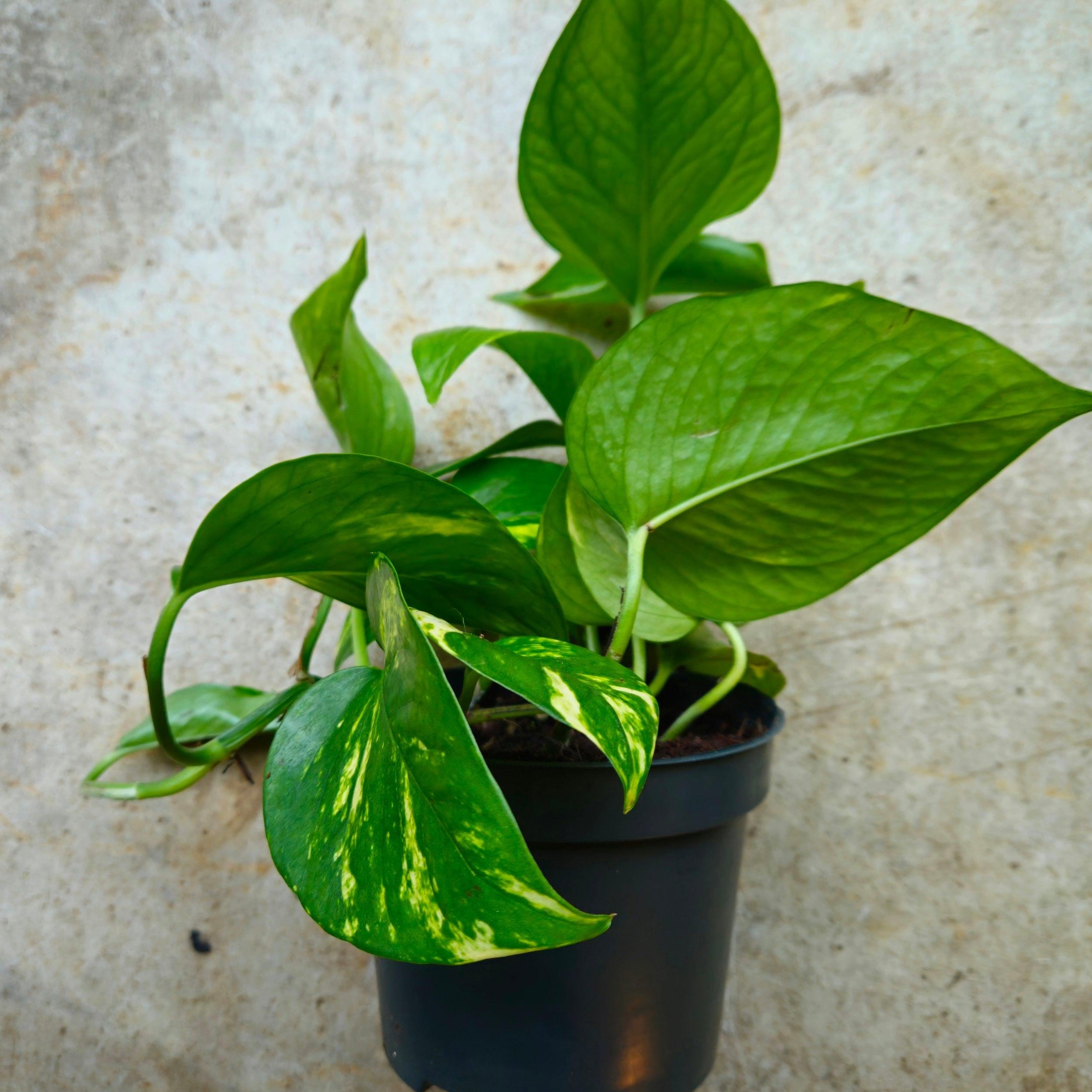 Epipremnum aureum (Golden Pothos/Devils Ivy)