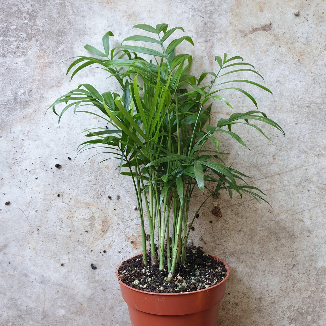 Chamaedorea elegans (Parlour palm)