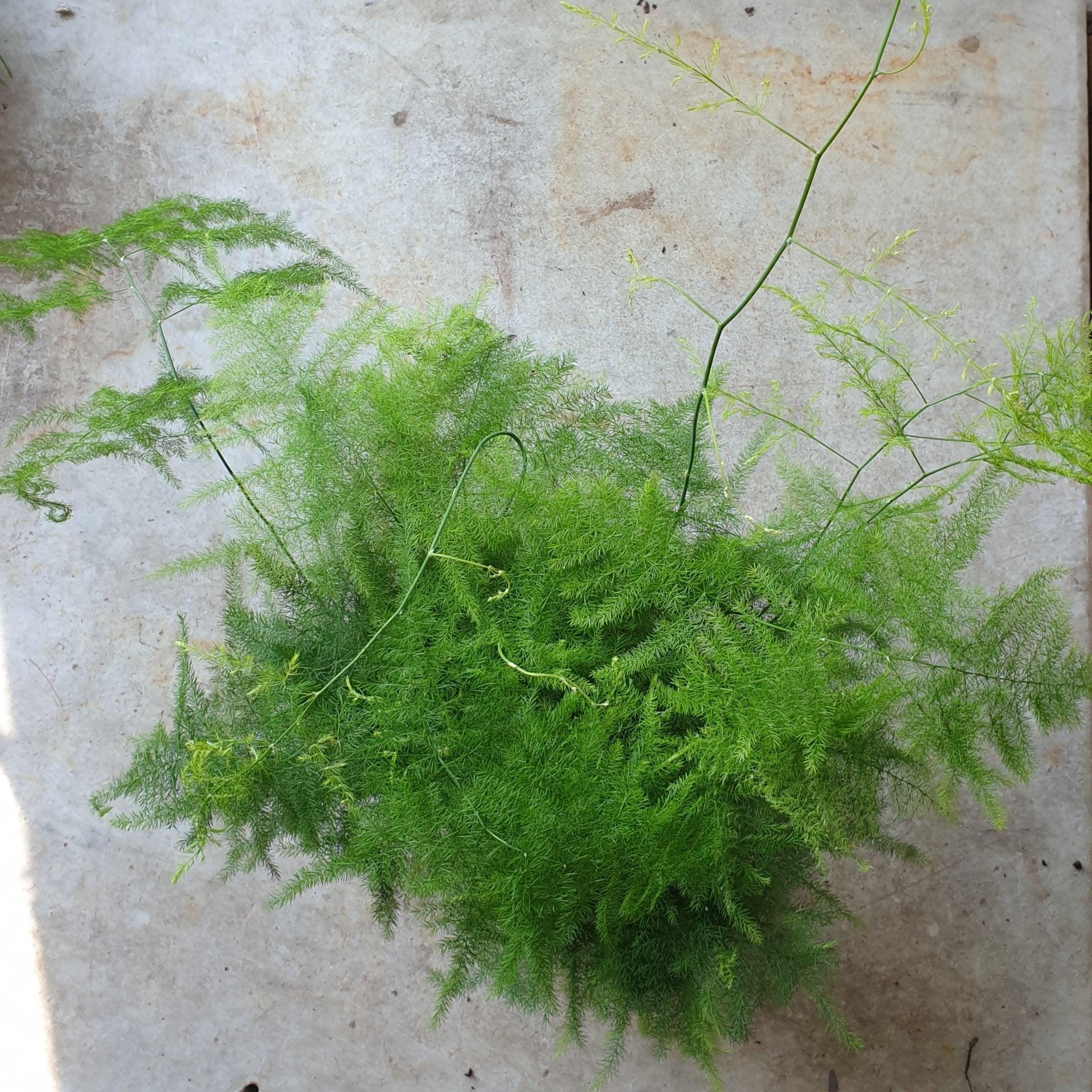 Asparagus setaceus (Asparagus fern)
