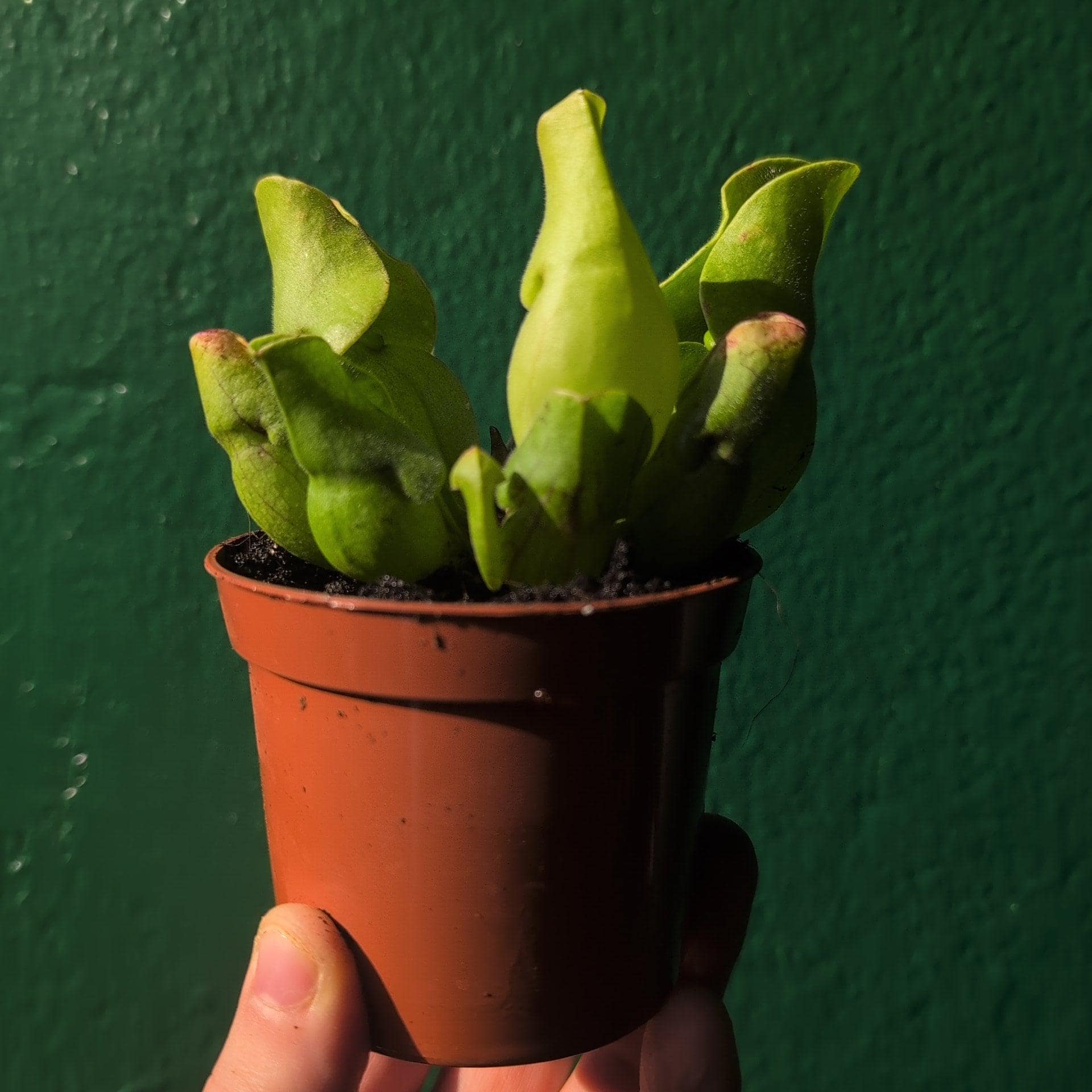Sarracenia (Trumpet Pitcher plant)