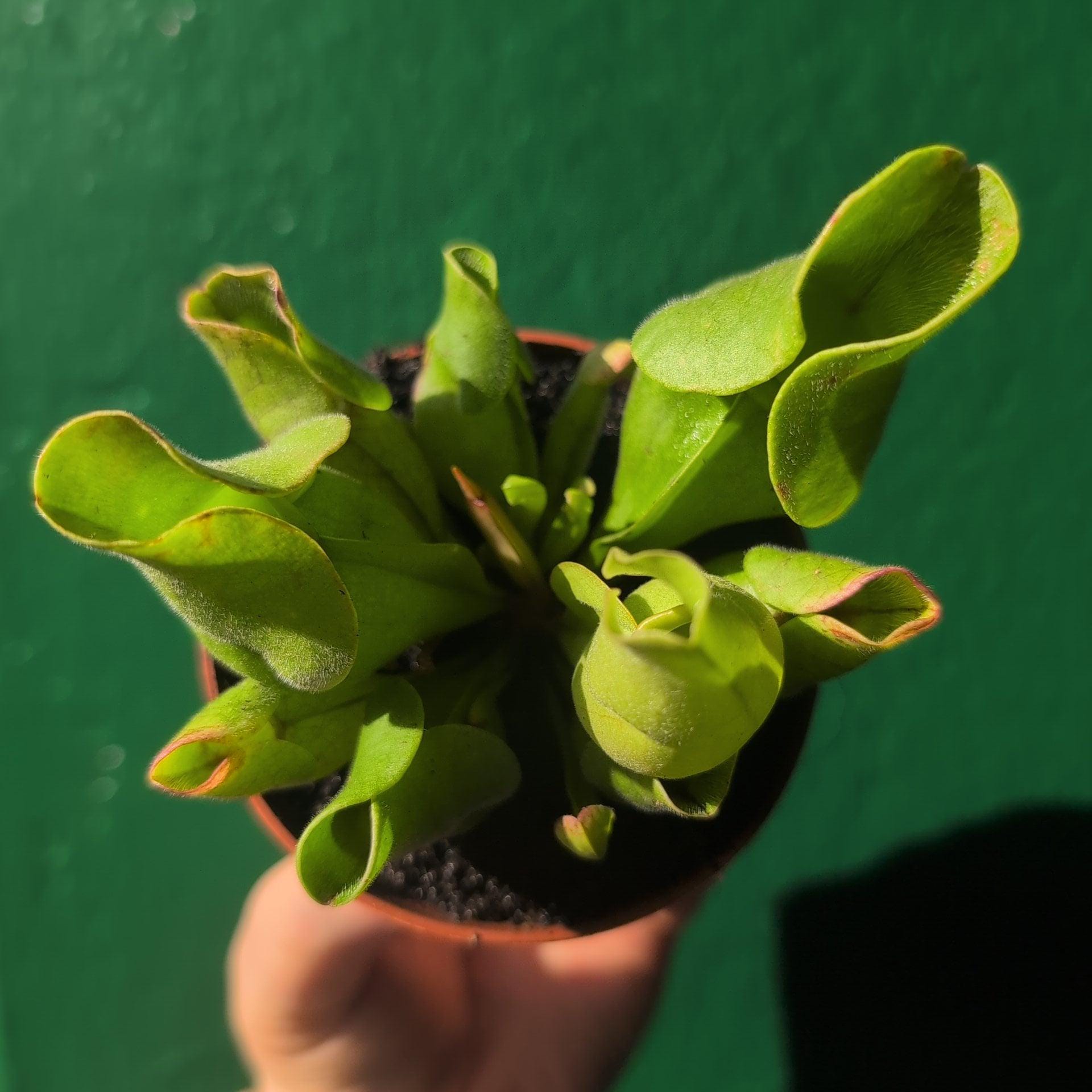 Sarracenia (Trumpet Pitcher plant)