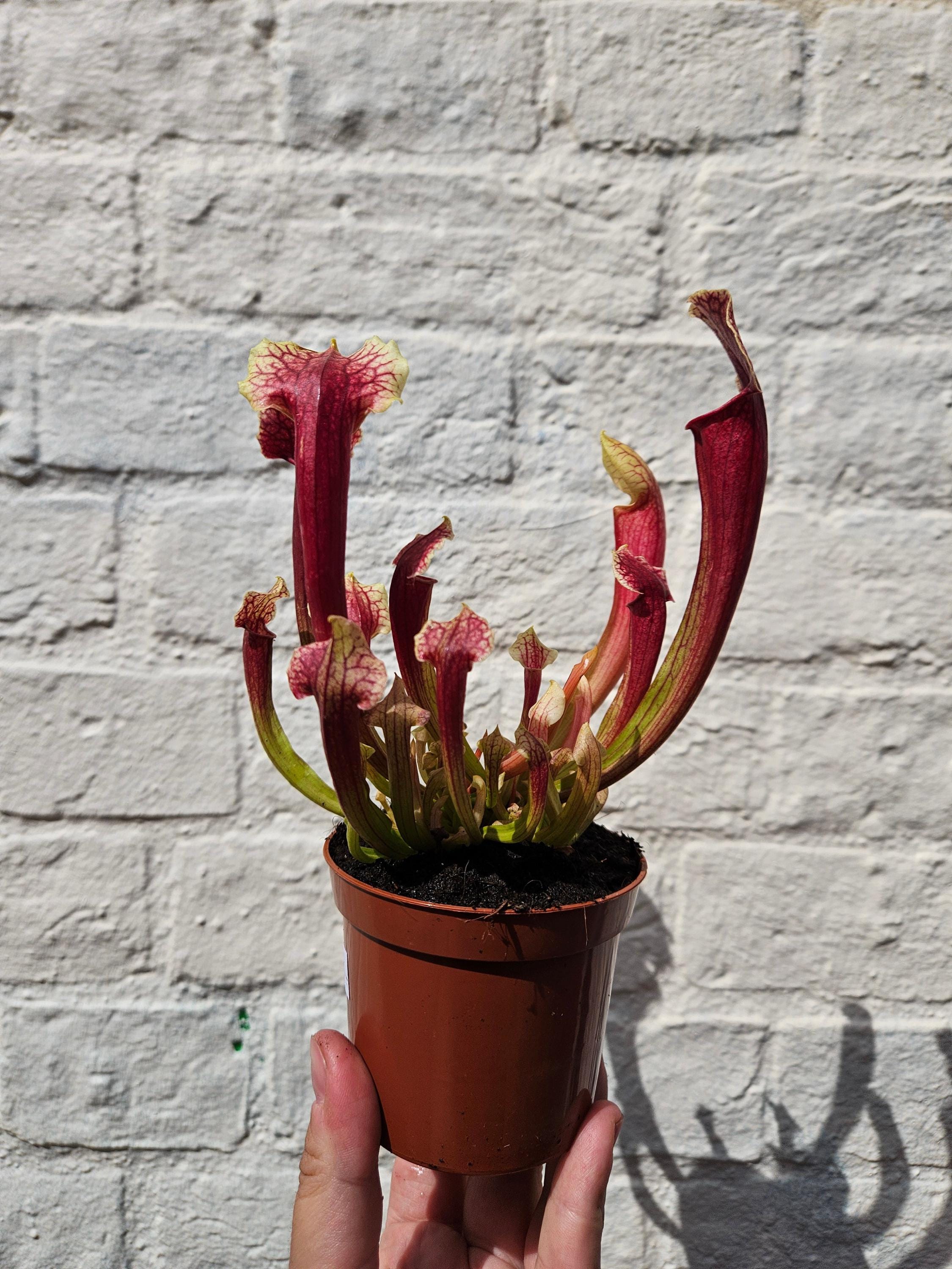 Sarracenia (Trumpet Pitcher plant)