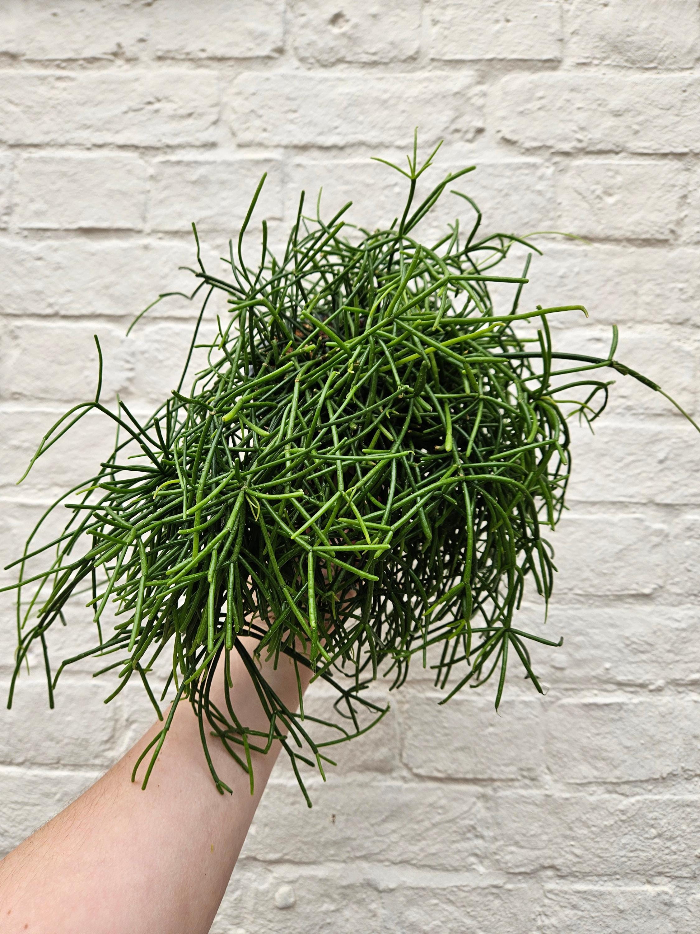 Rhipsalis baccifera &