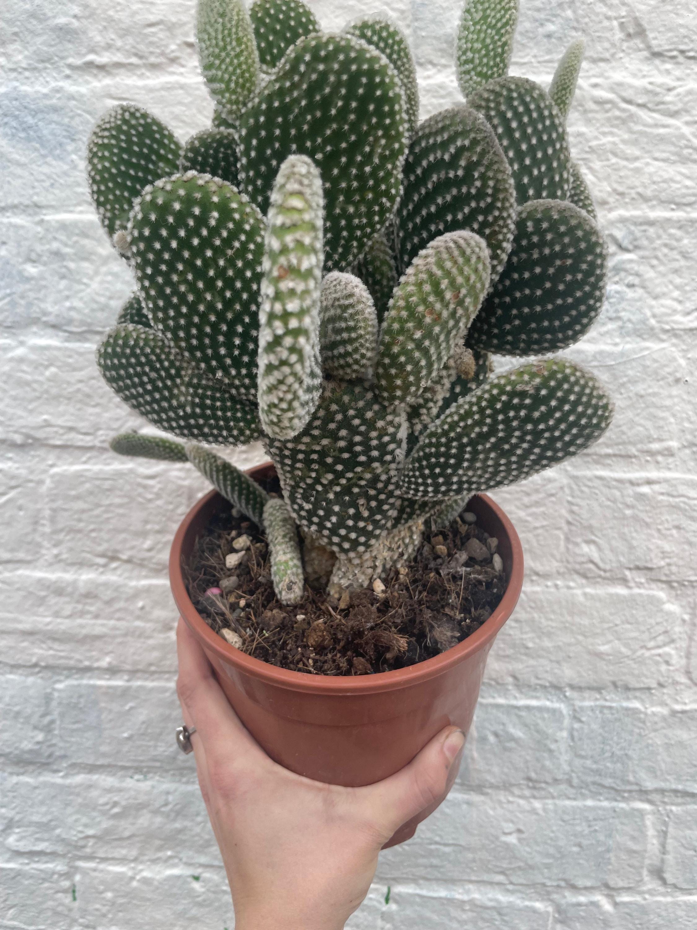 Opuntia microdasys (Bunny ear)