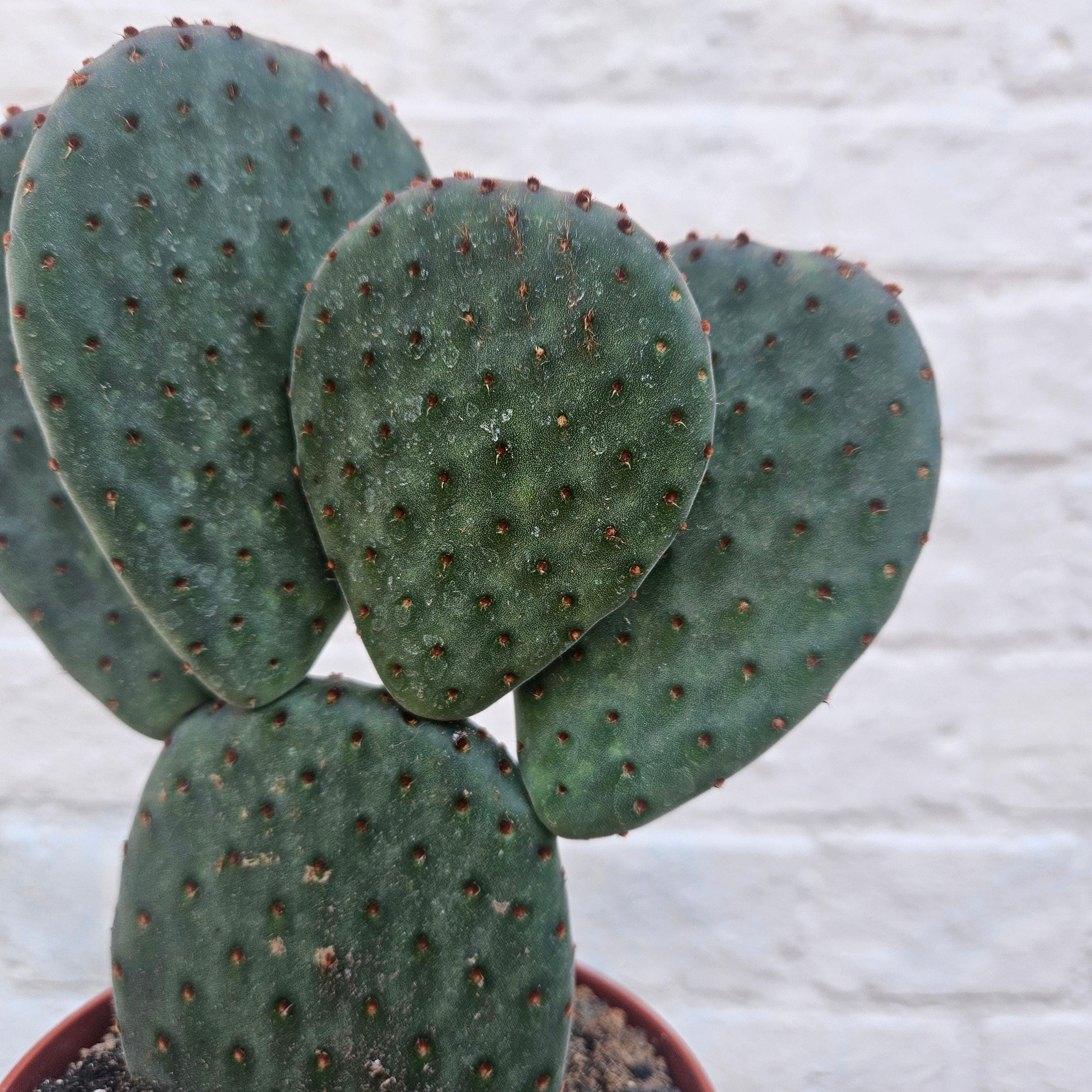 Opuntia microdasys (Bunny ear)