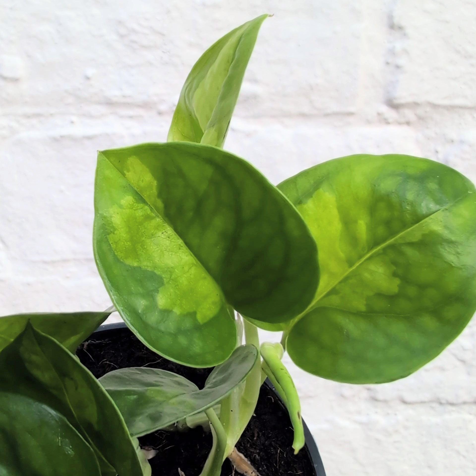 Epipremnum pinnatum &
