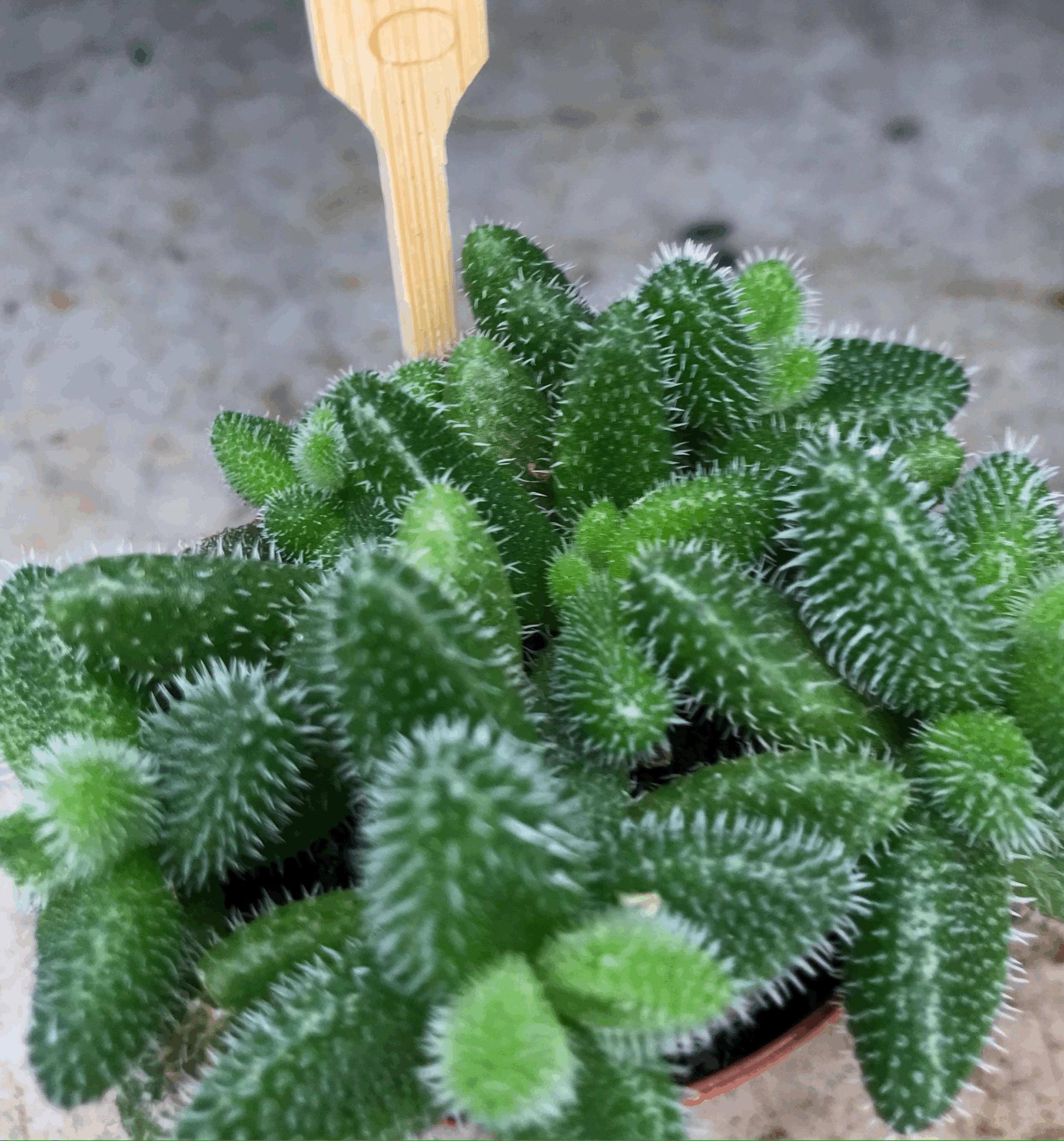 Delosperma echinatum (Pickle Plant)