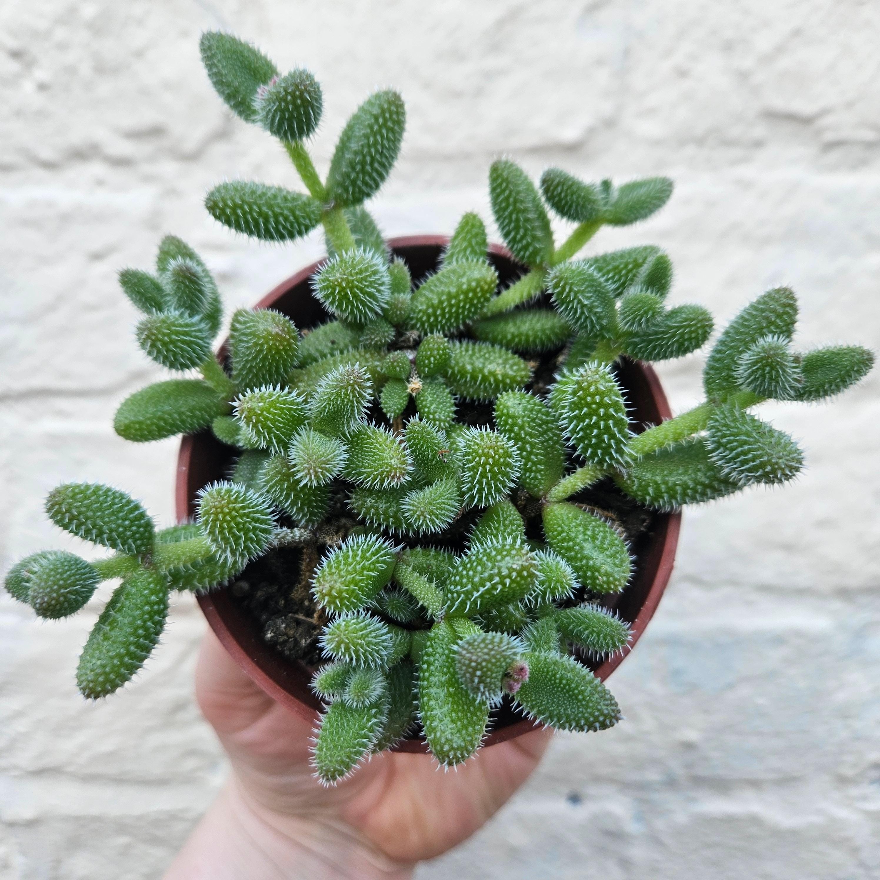 Delosperma echinatum (Pickle Plant)
