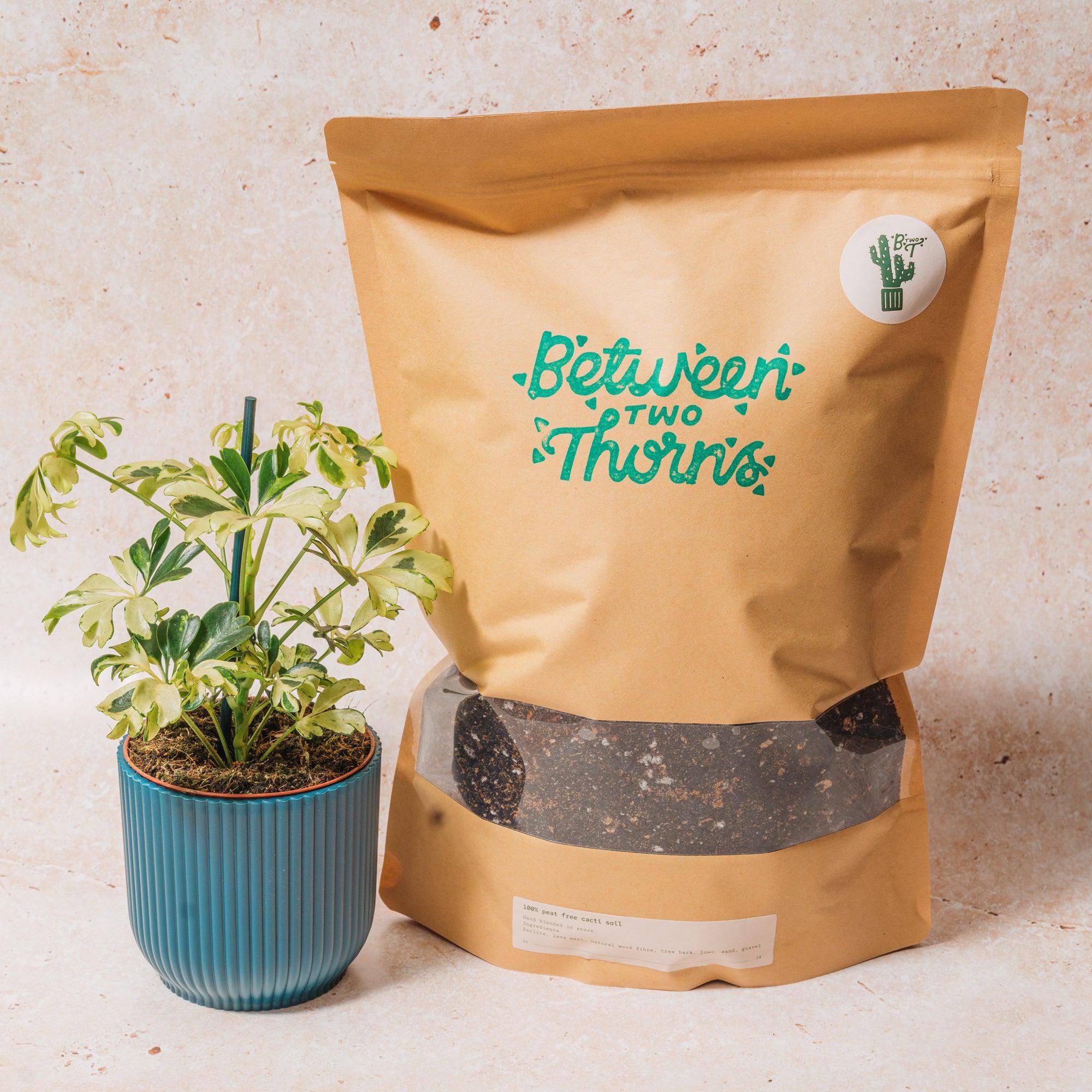 Cacti and Succulent Soil Mix