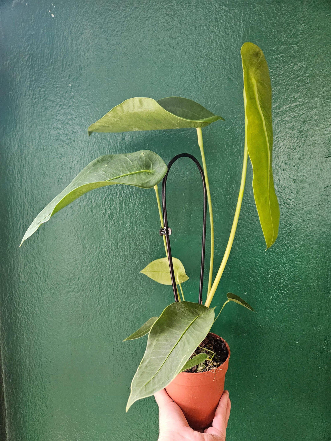 Anthurium peltigerum