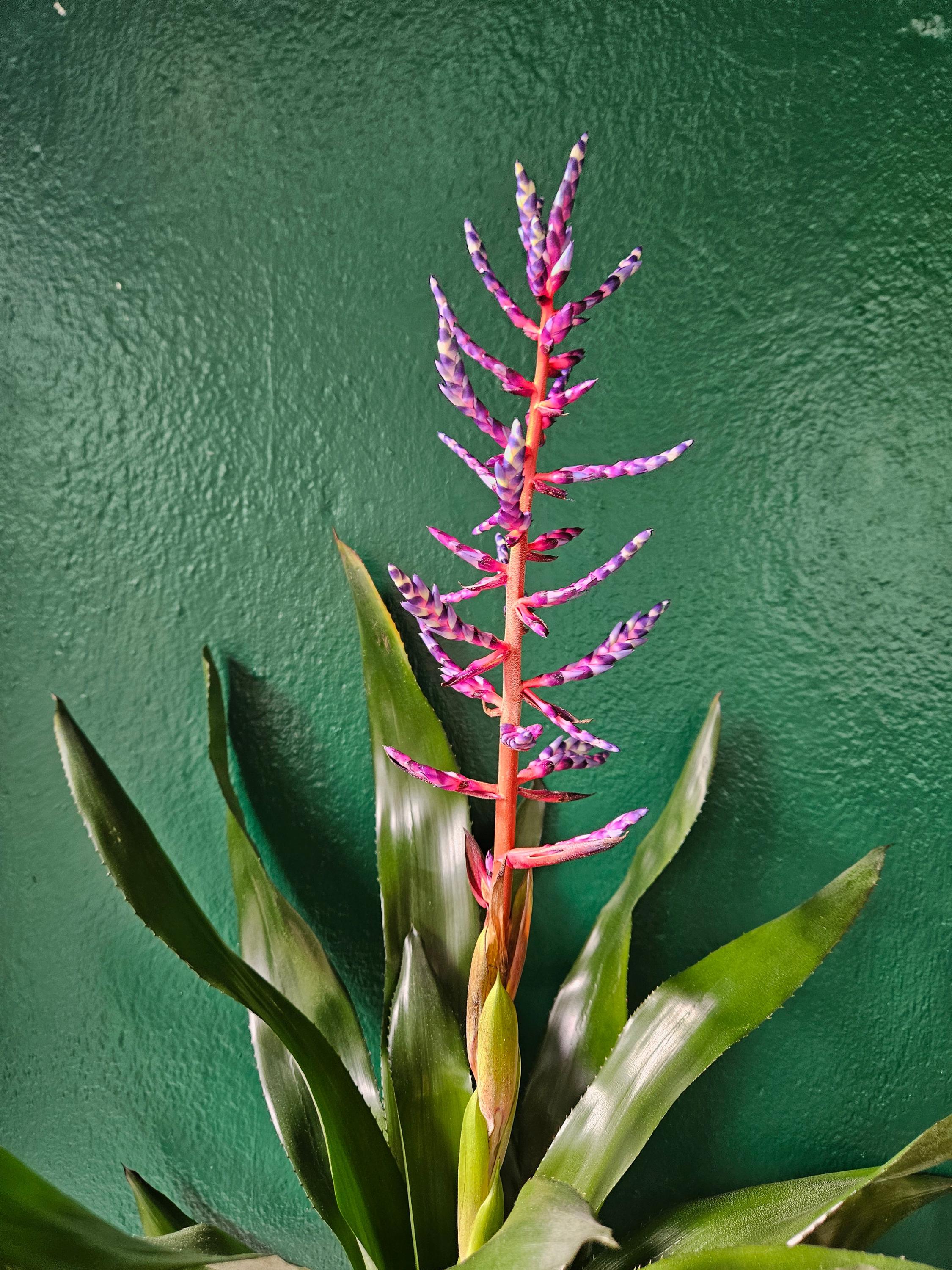 Aechmea Gamosepala &
