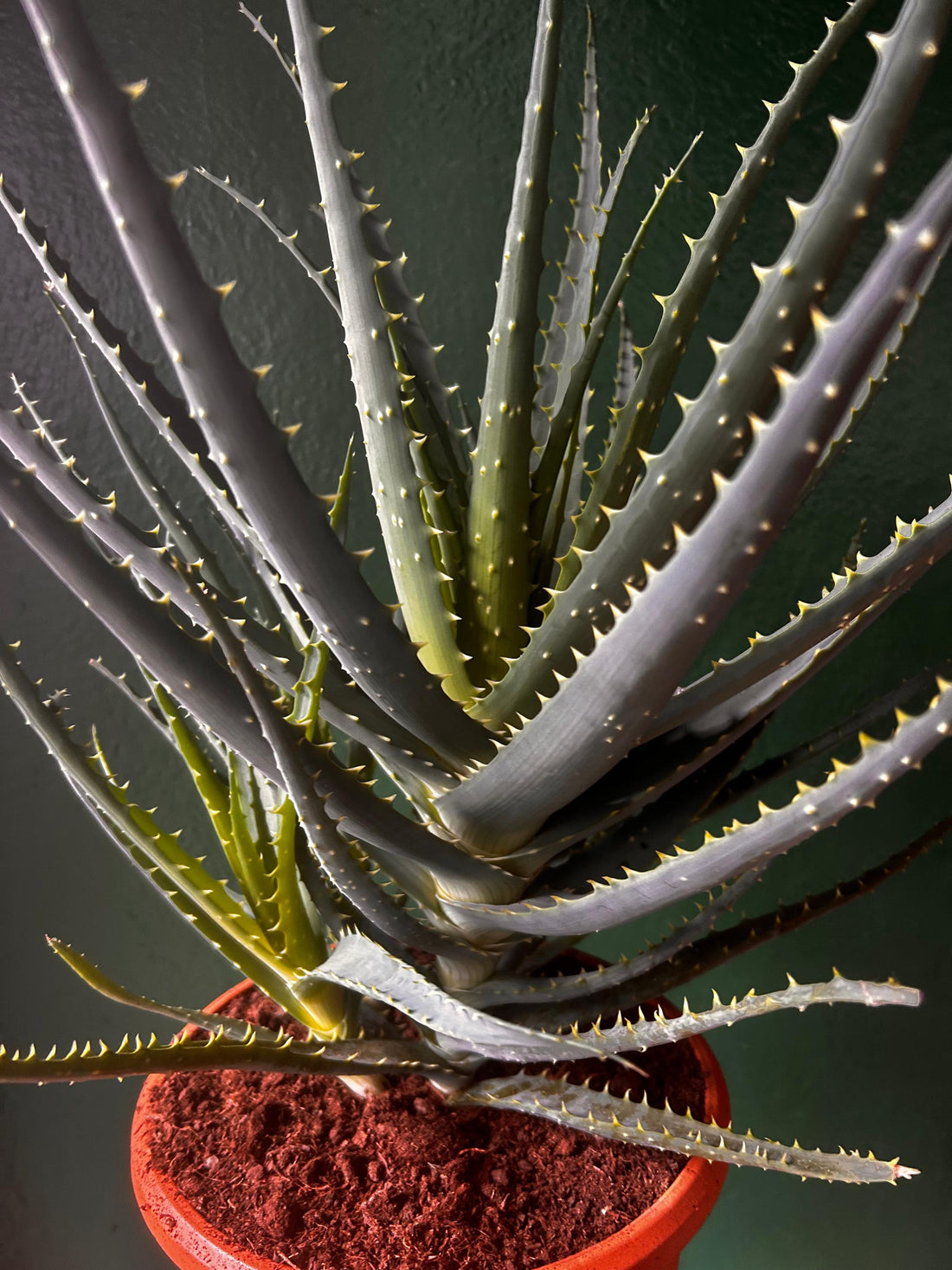 Aloe Arborescens (Candelabra Aloe)