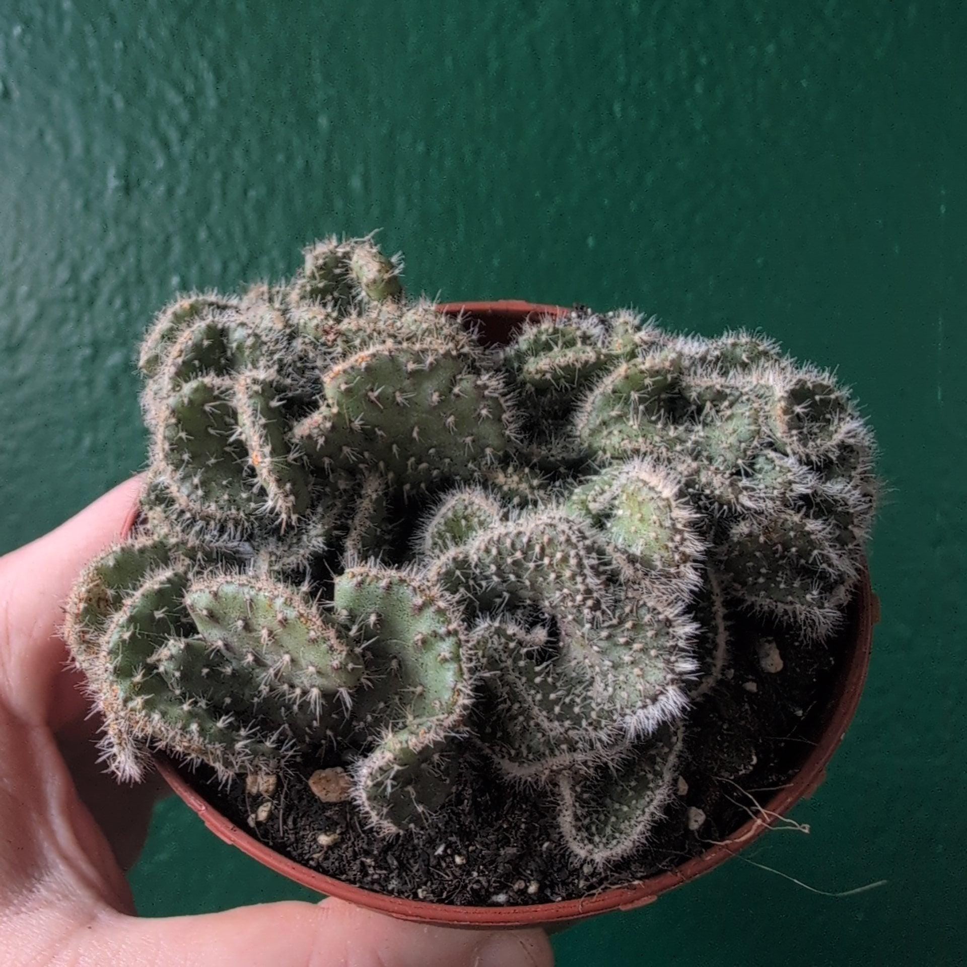 Opuntia cylindrica cristata (Crested Eve&
