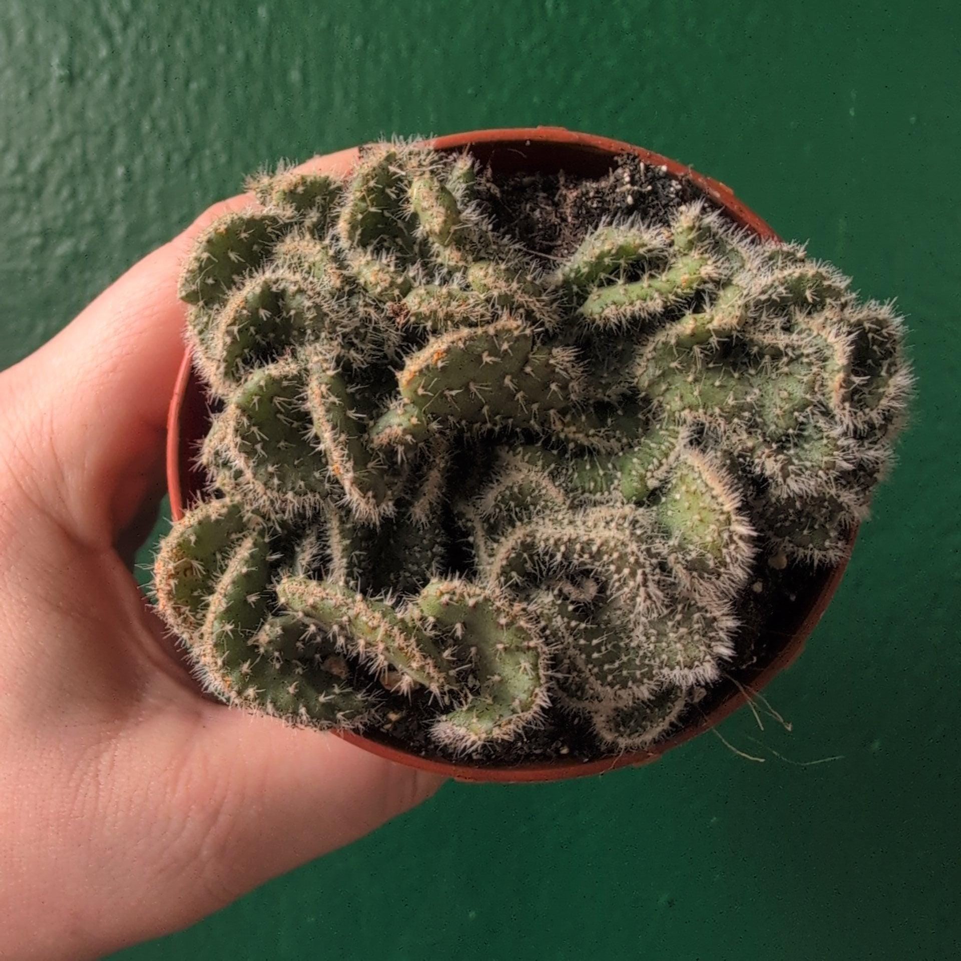 Opuntia cylindrica cristata (Crested Eve&