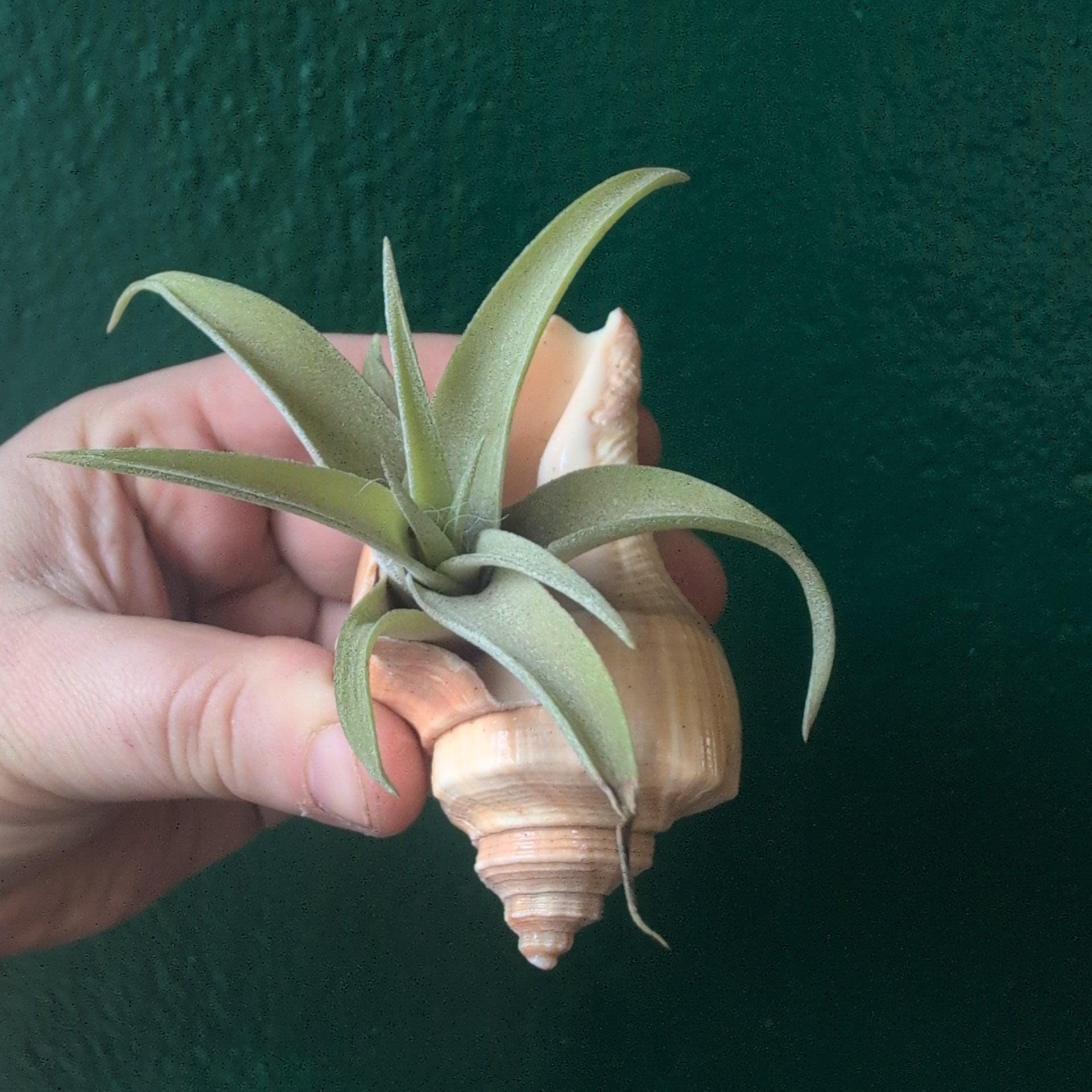 Tillandsia (Air Plant) in Channeled Whelk (Busycotypus canaliculatus) Shell