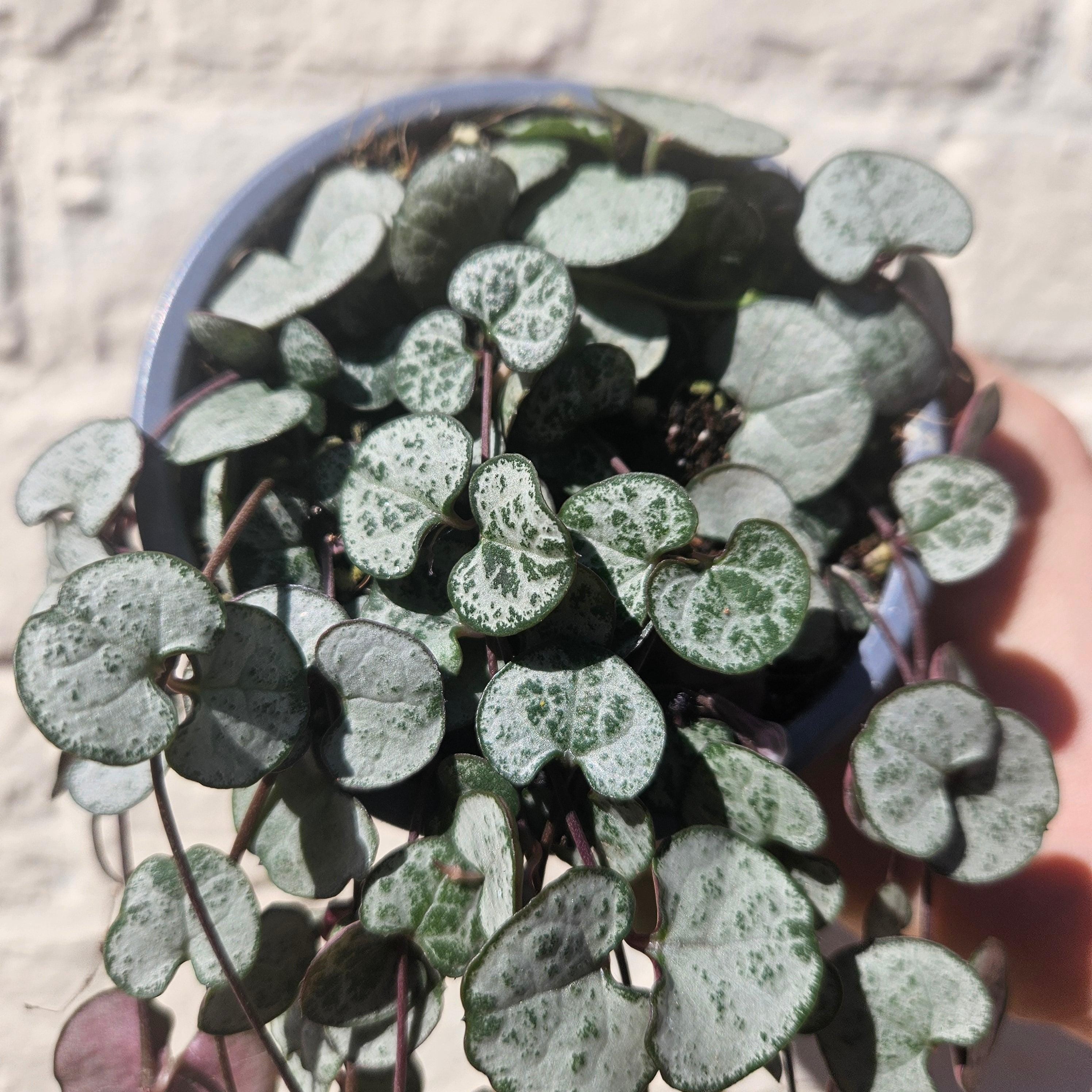 Ceropegia woodii &